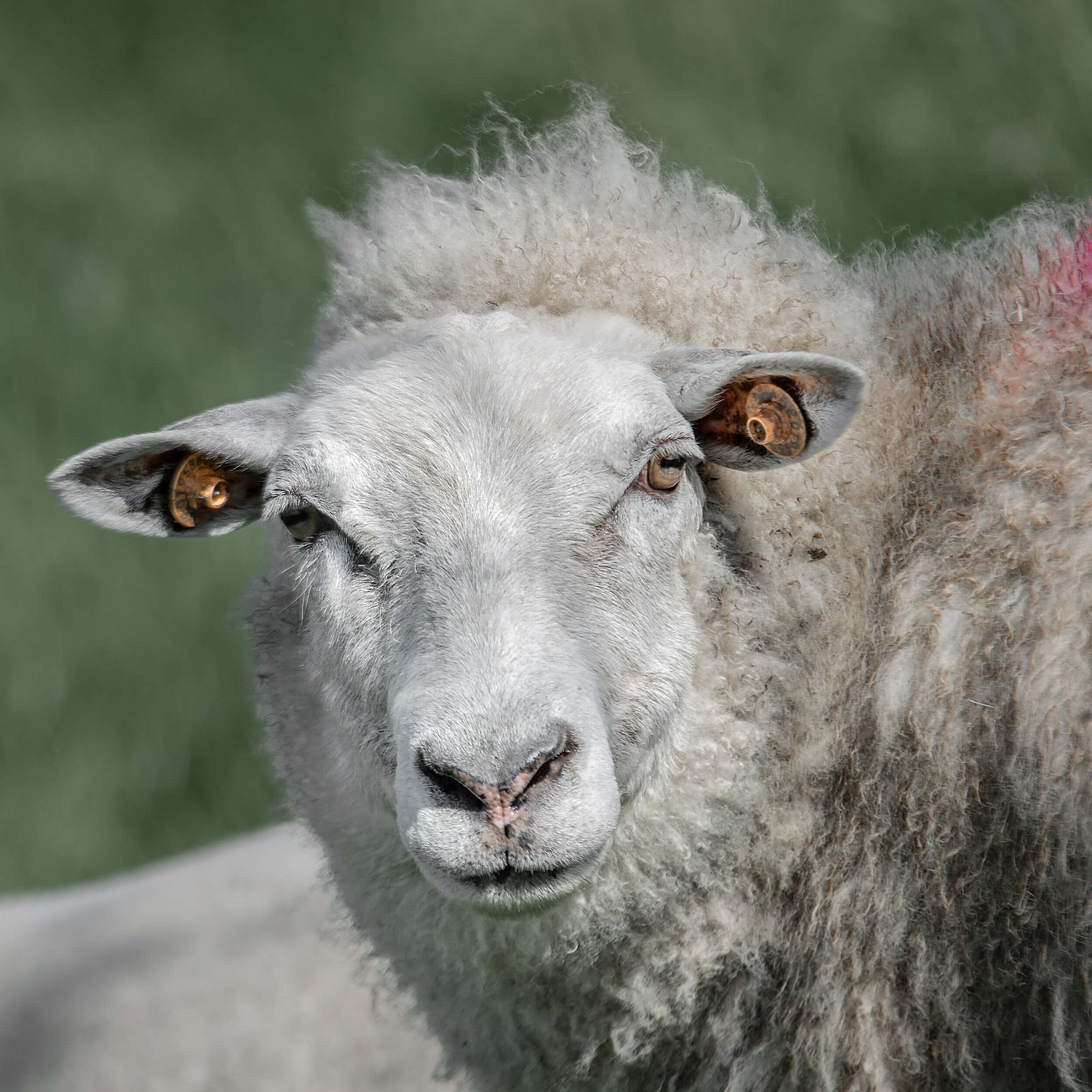 Portfolio - Schapen