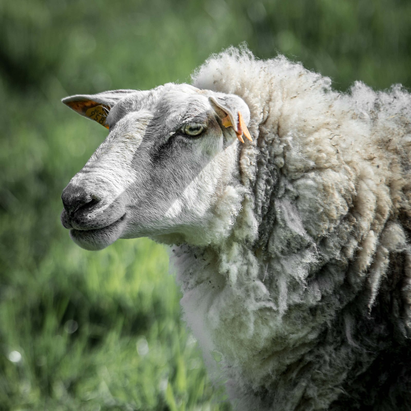 Portfolio - Schapen