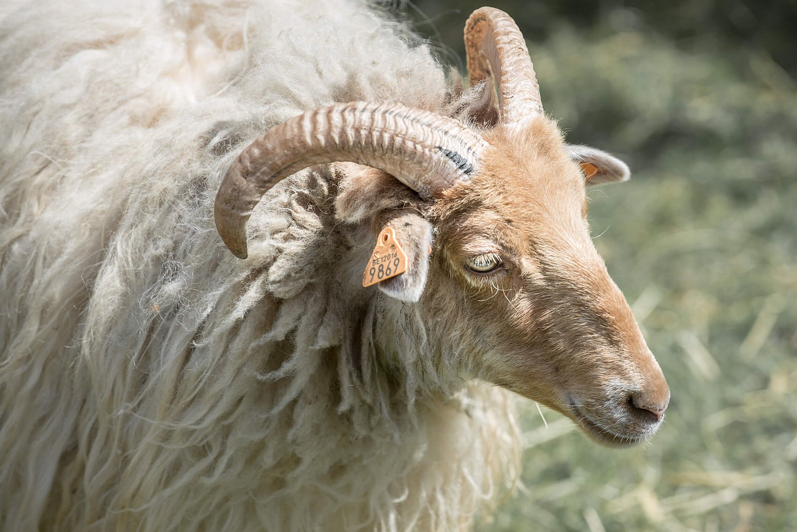 Portfolio - Schapen