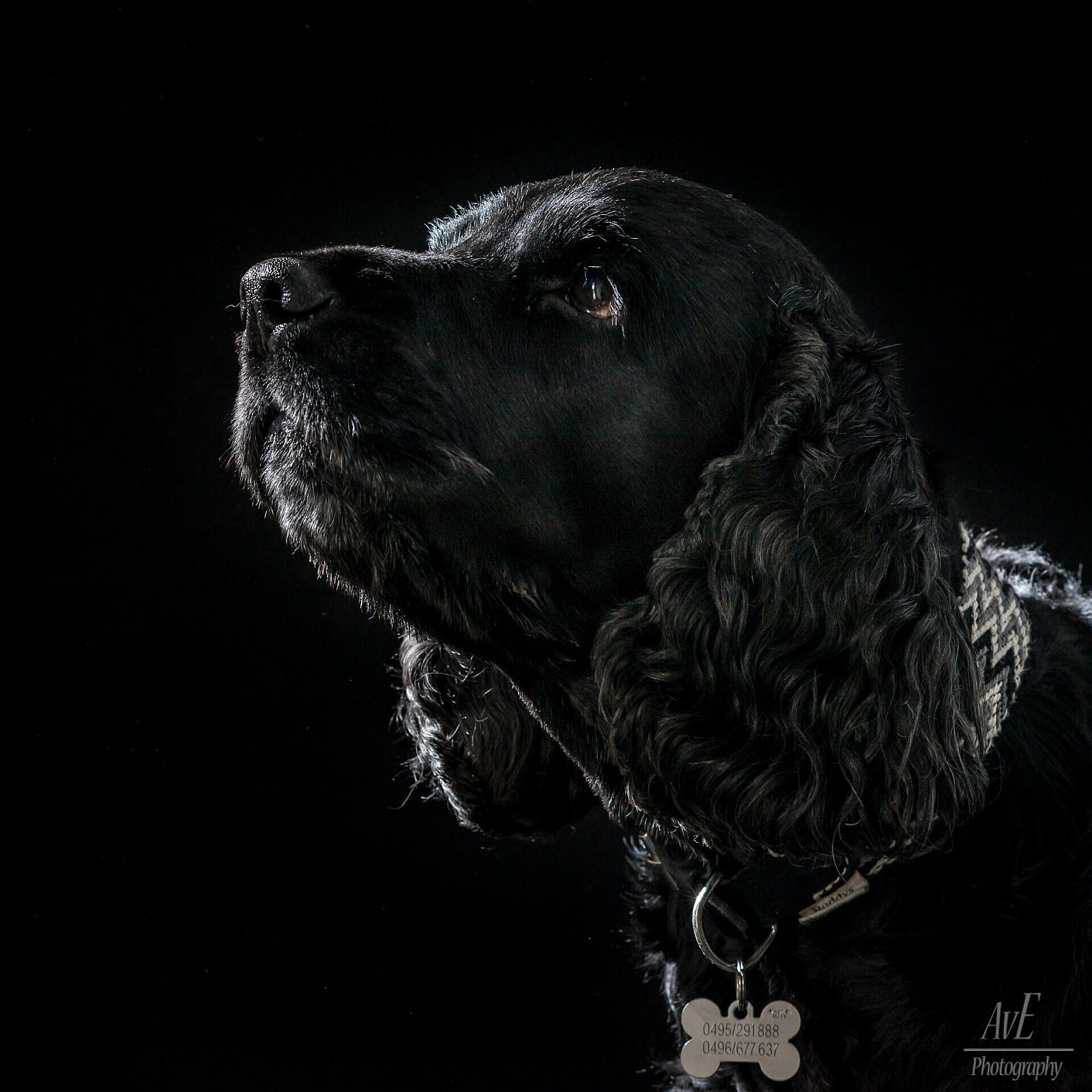 Portfolio - Honden
