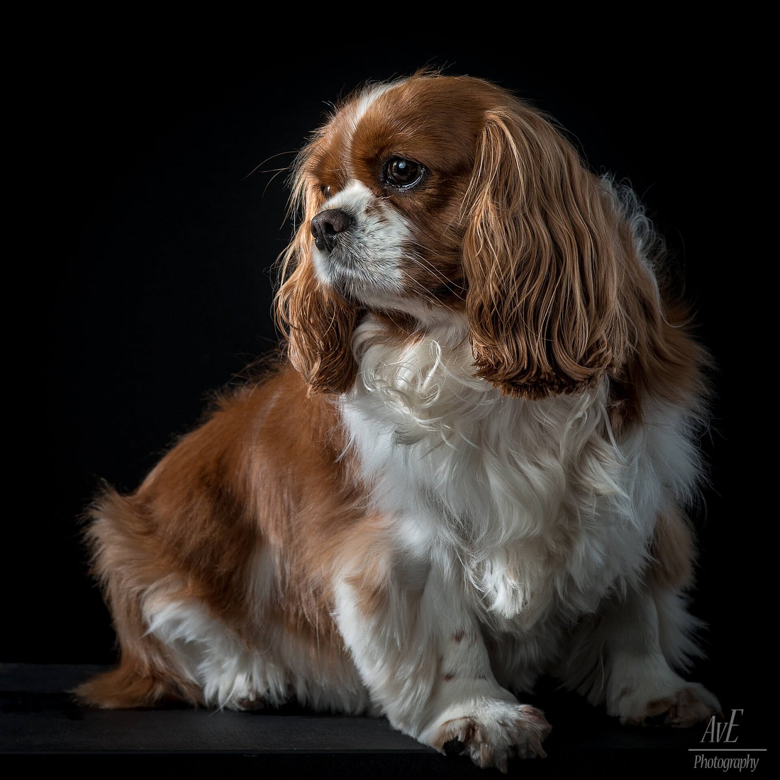 Portfolio - Honden