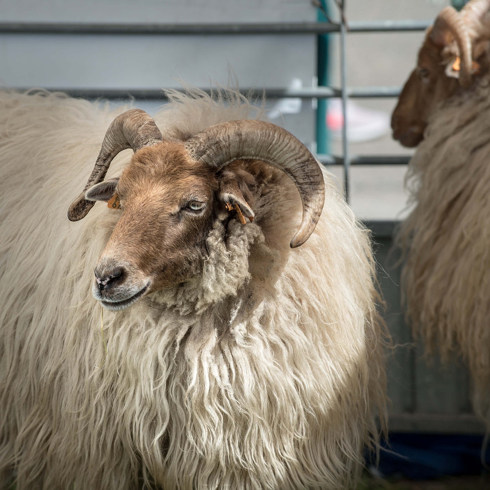 Portfolio - Schapen