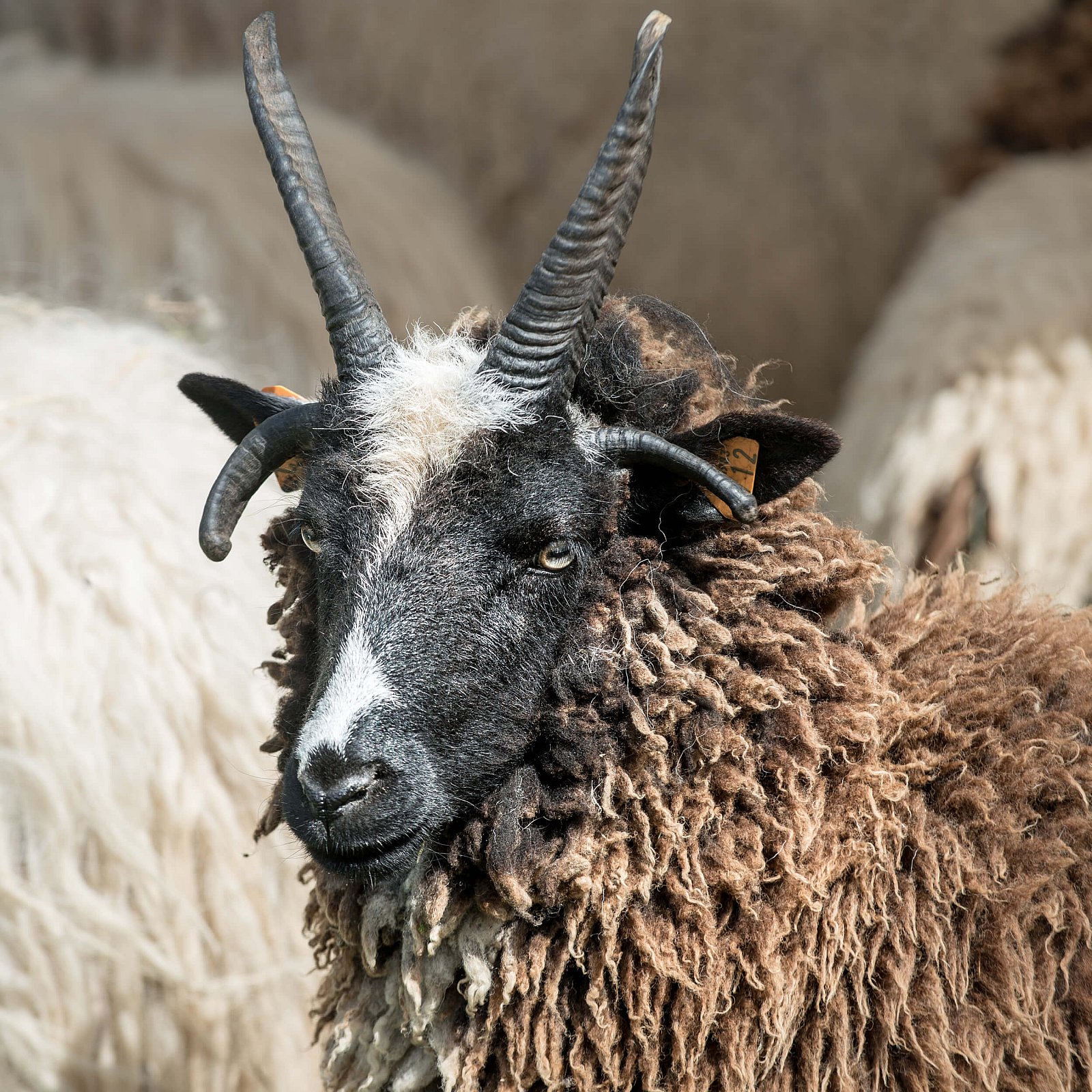 Portfolio - Schapen