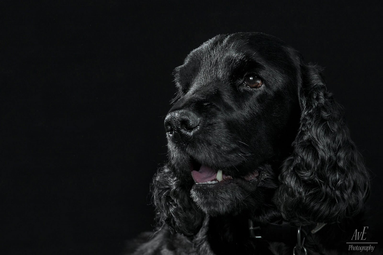 Portfolio - Honden