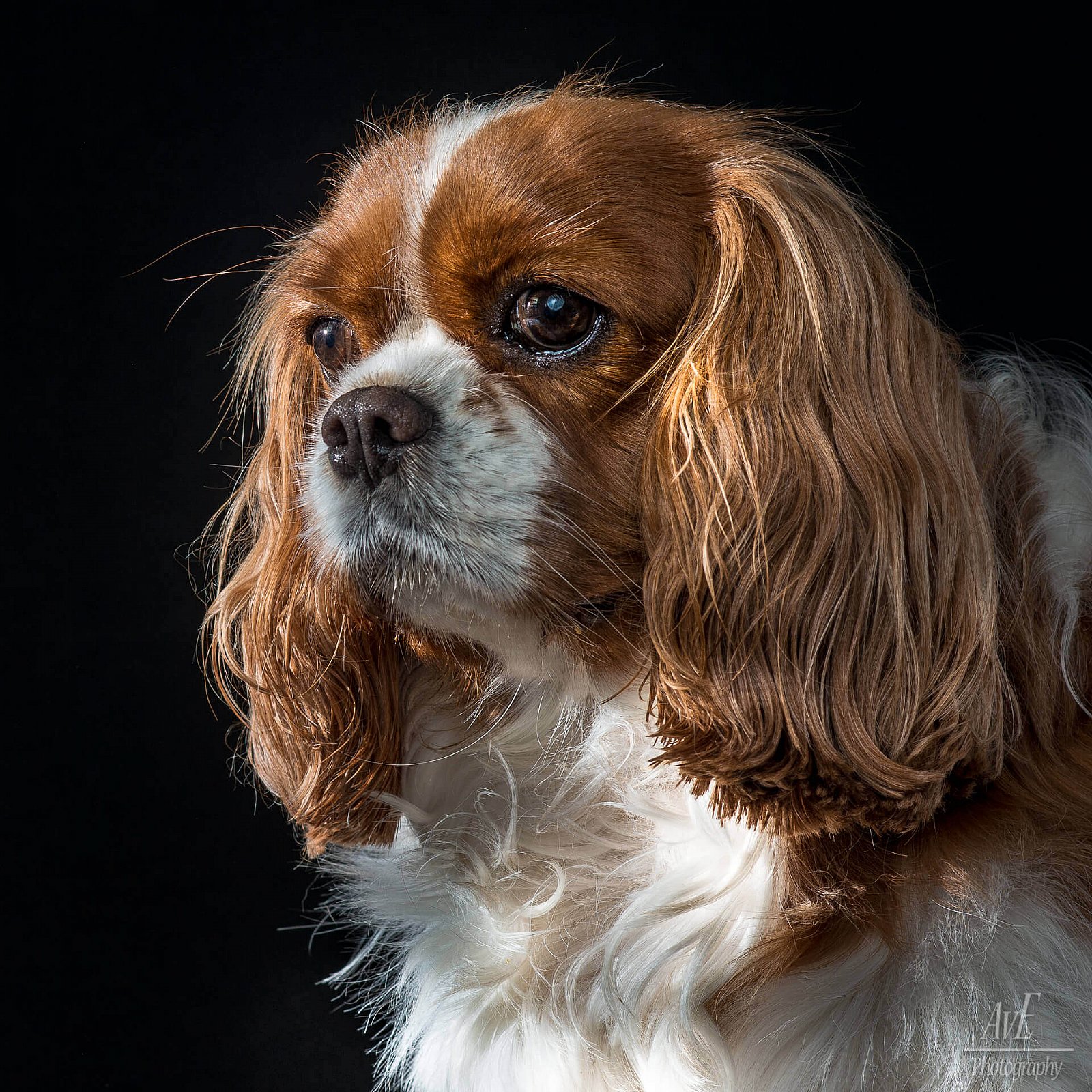 Portfolio - Honden
