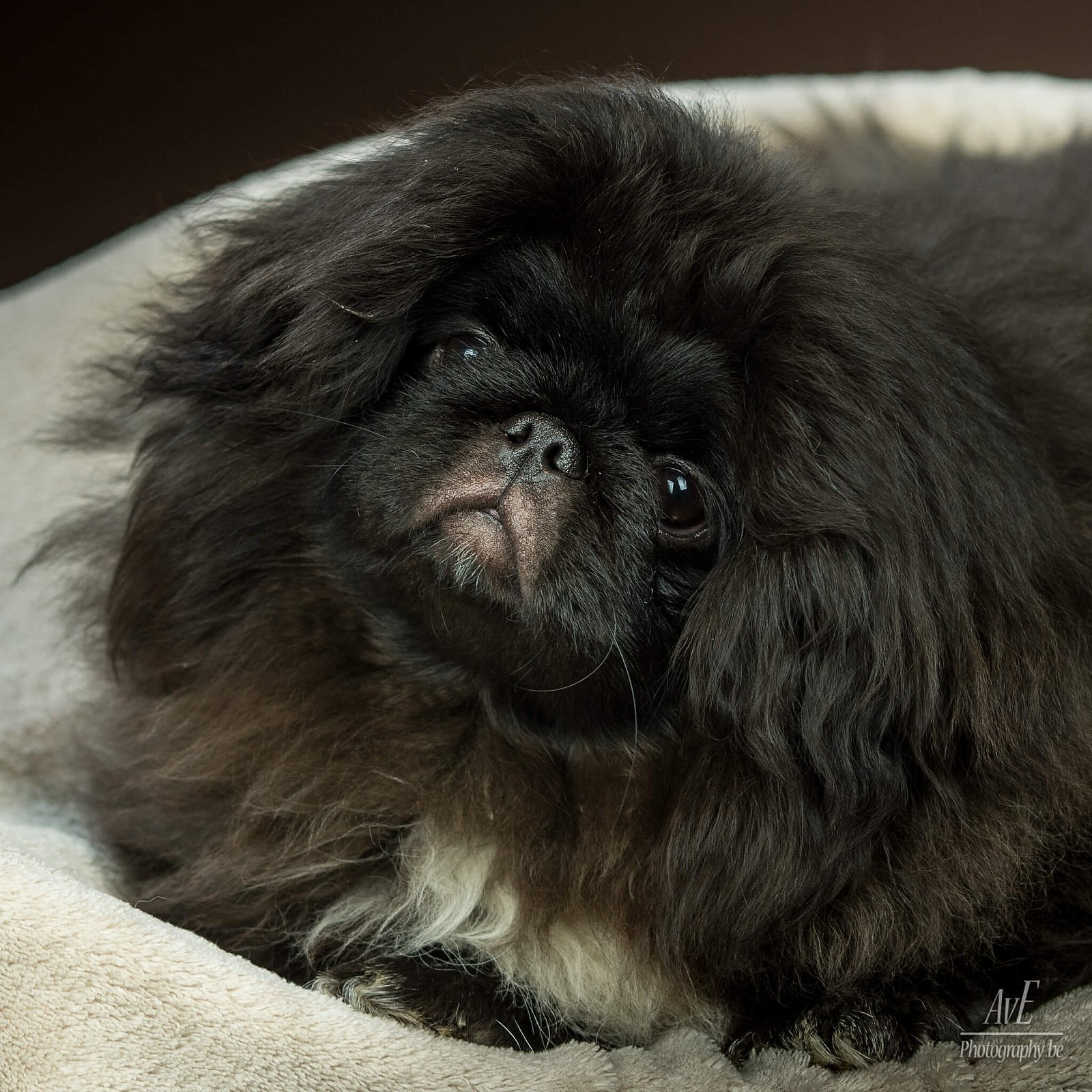 Portfolio - Honden