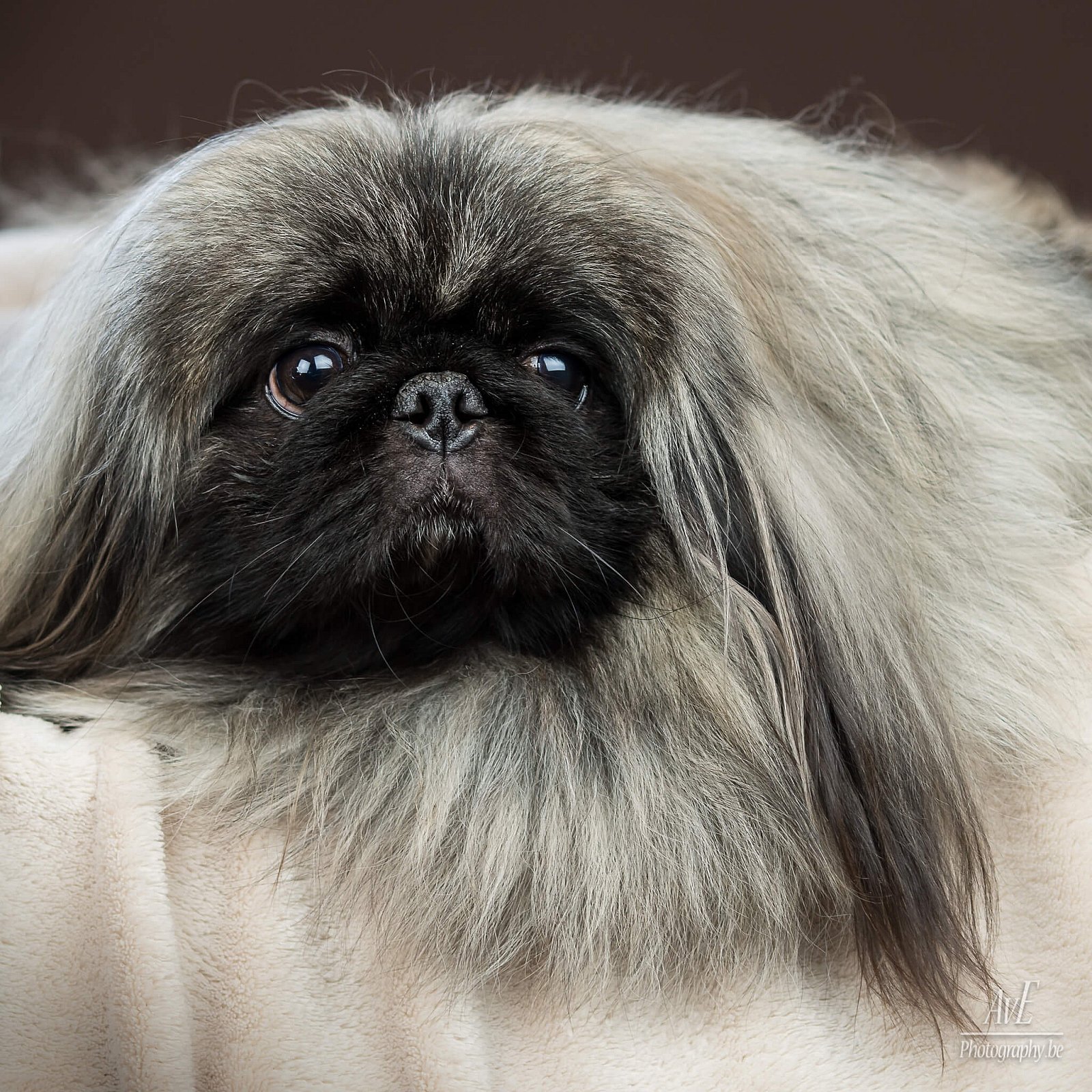 Portfolio - Honden