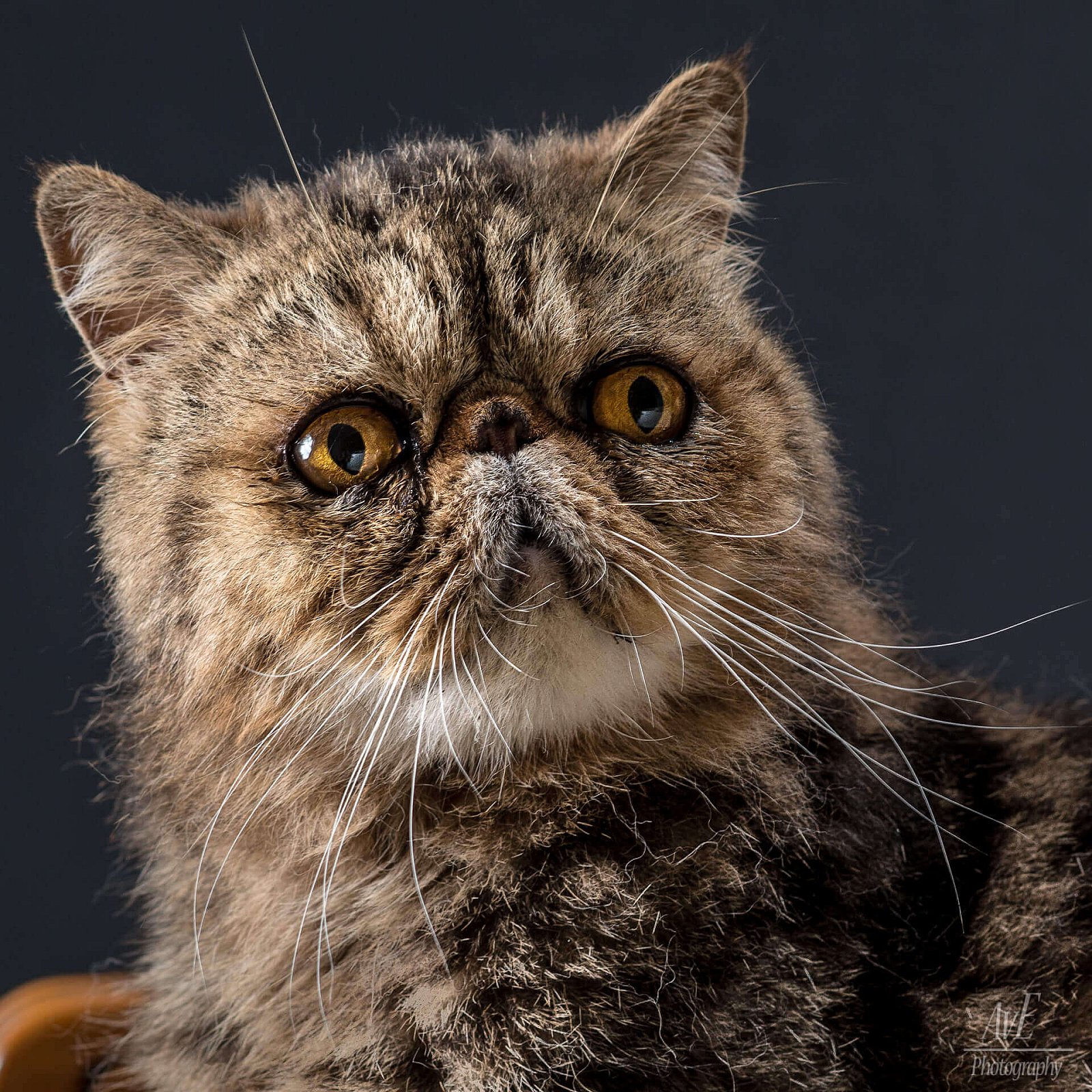 Portfolio - Katten