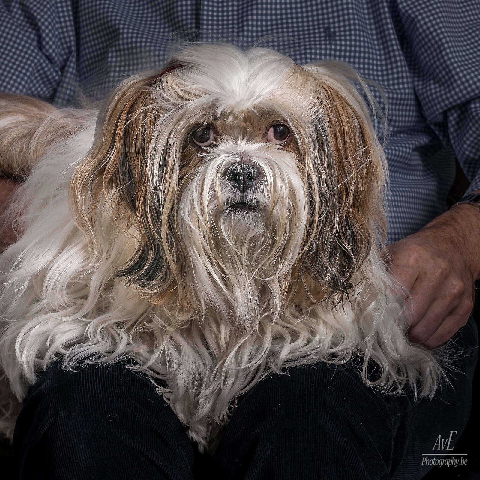 Portfolio - Honden