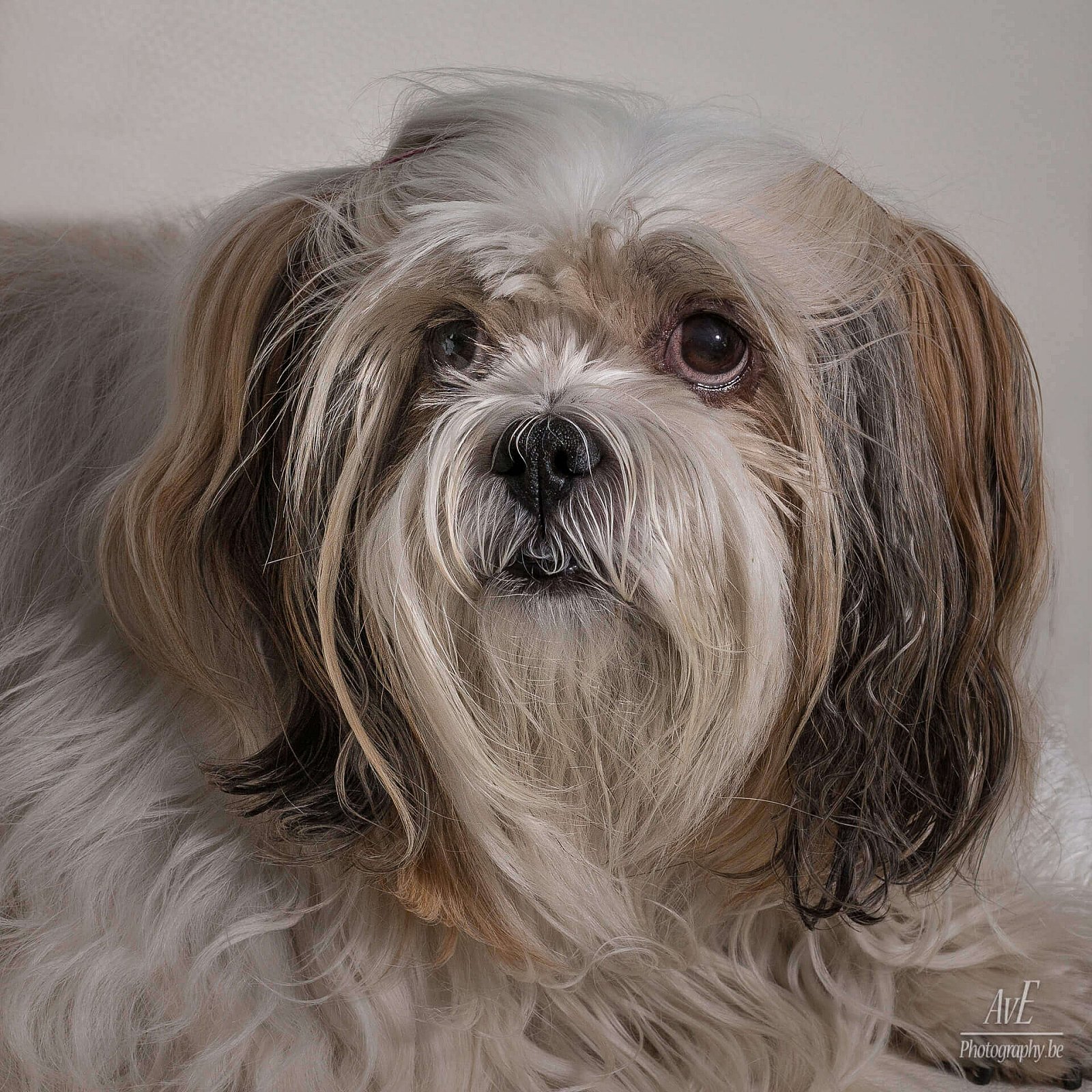 Portfolio - Honden