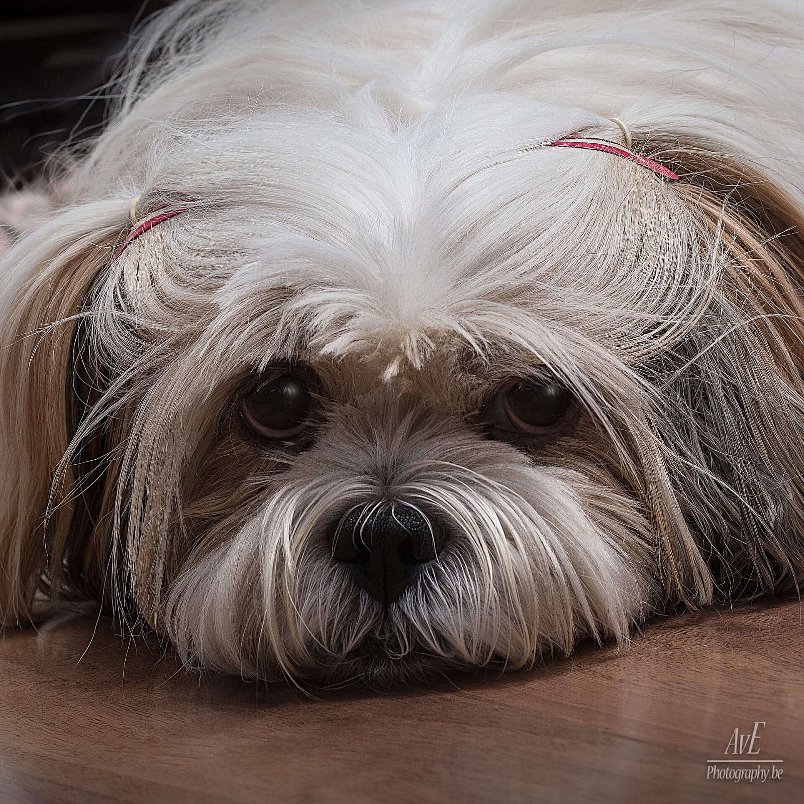 Portfolio - Honden