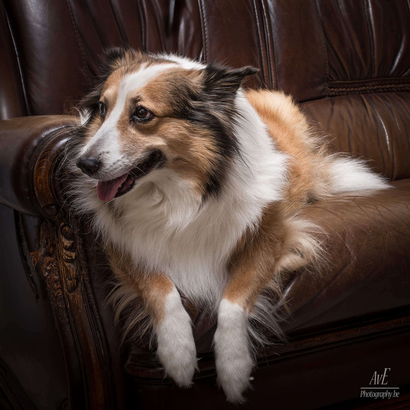 Portfolio - Honden
