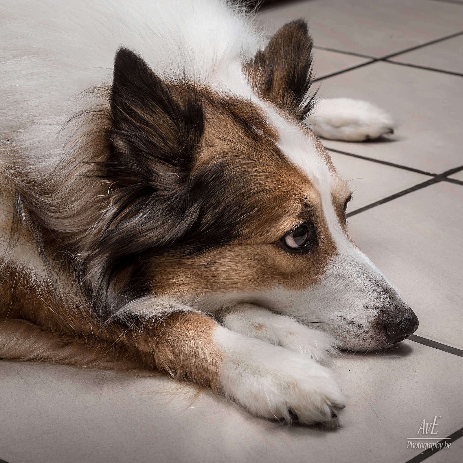 Portfolio - Honden