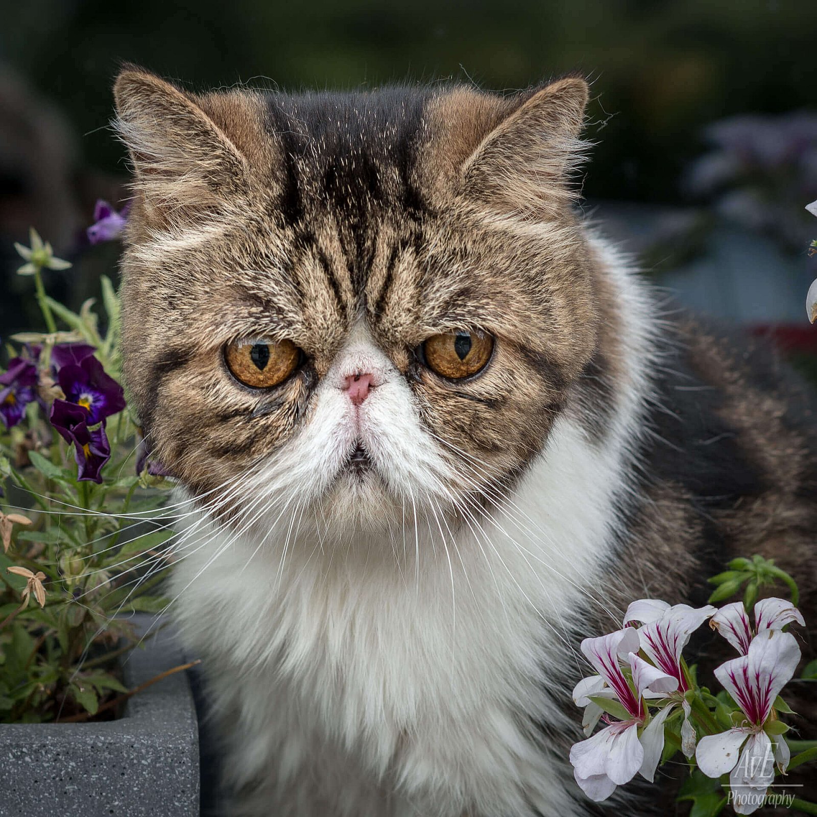 Portfolio - Katten