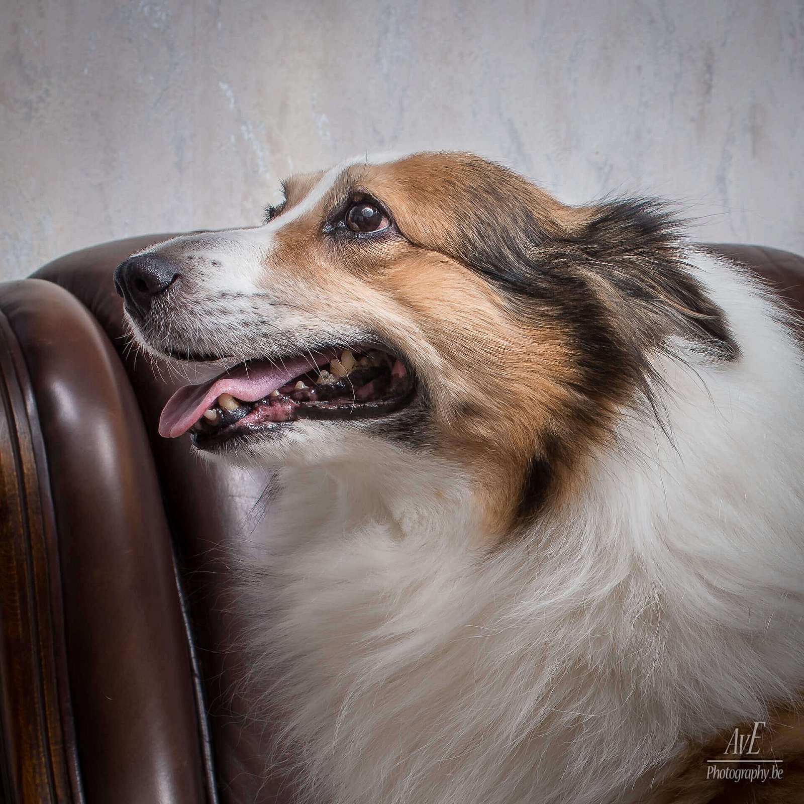 Portfolio - Honden