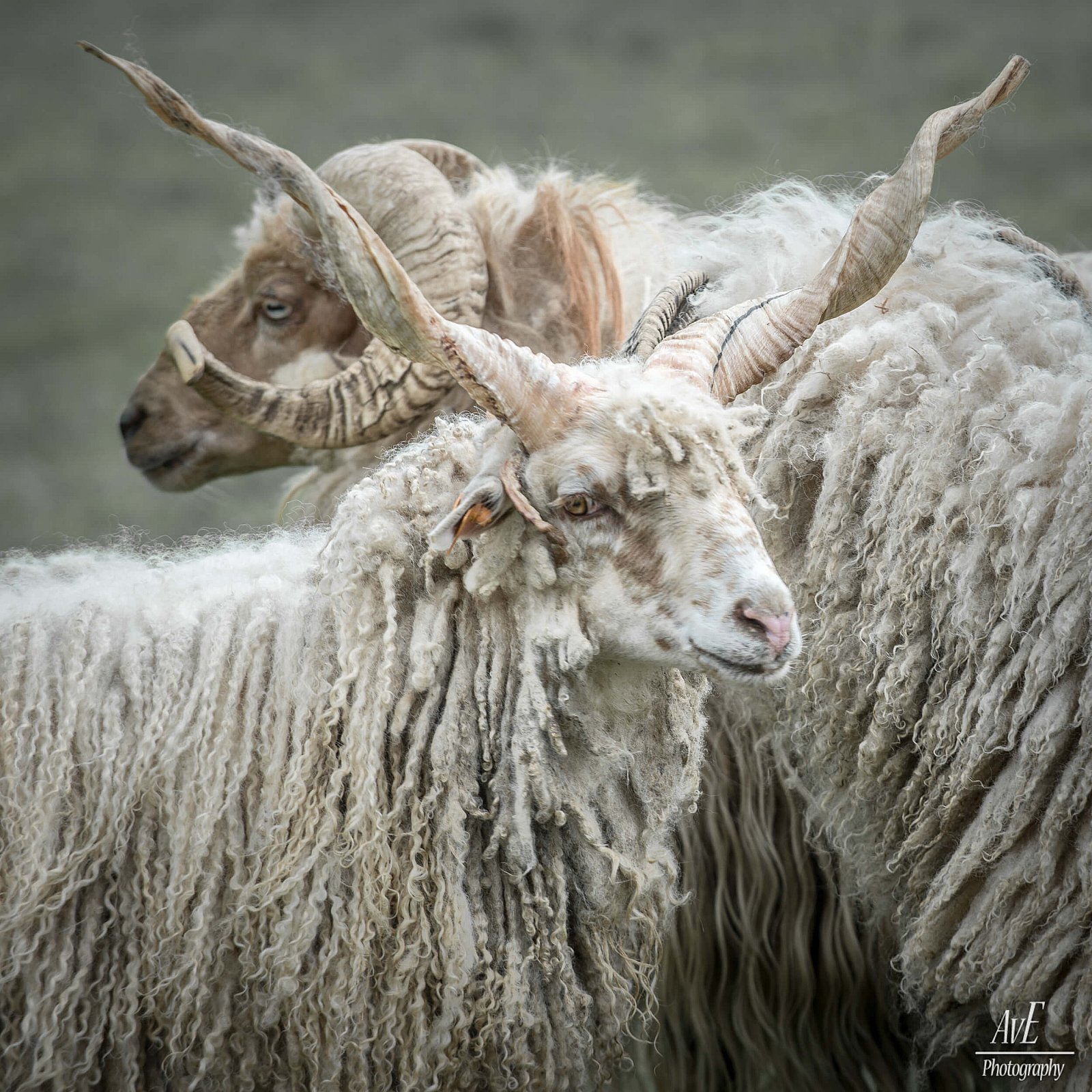 Portfolio - Schapen