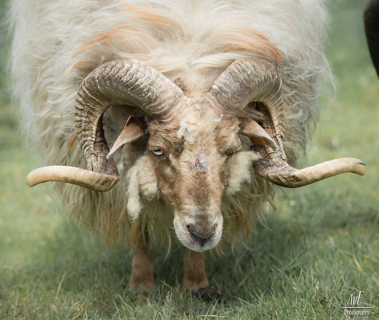 Portfolio - Schapen