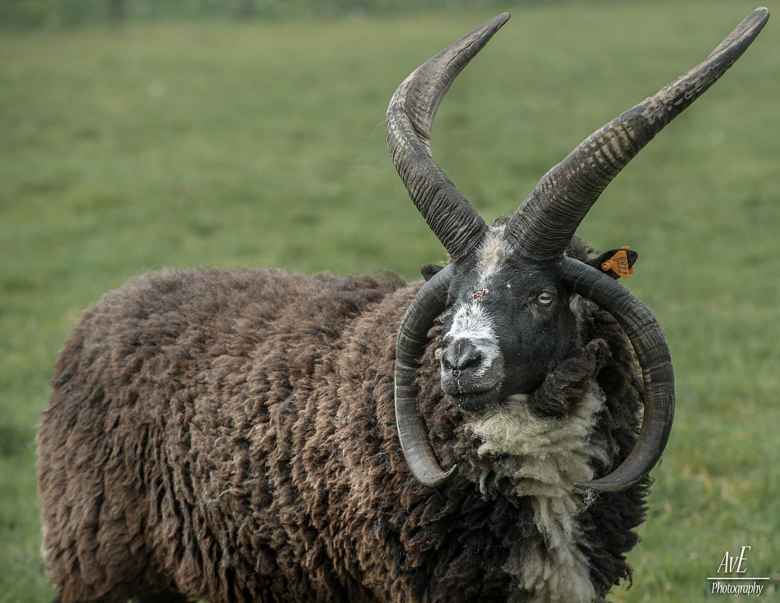 Portfolio - Schapen