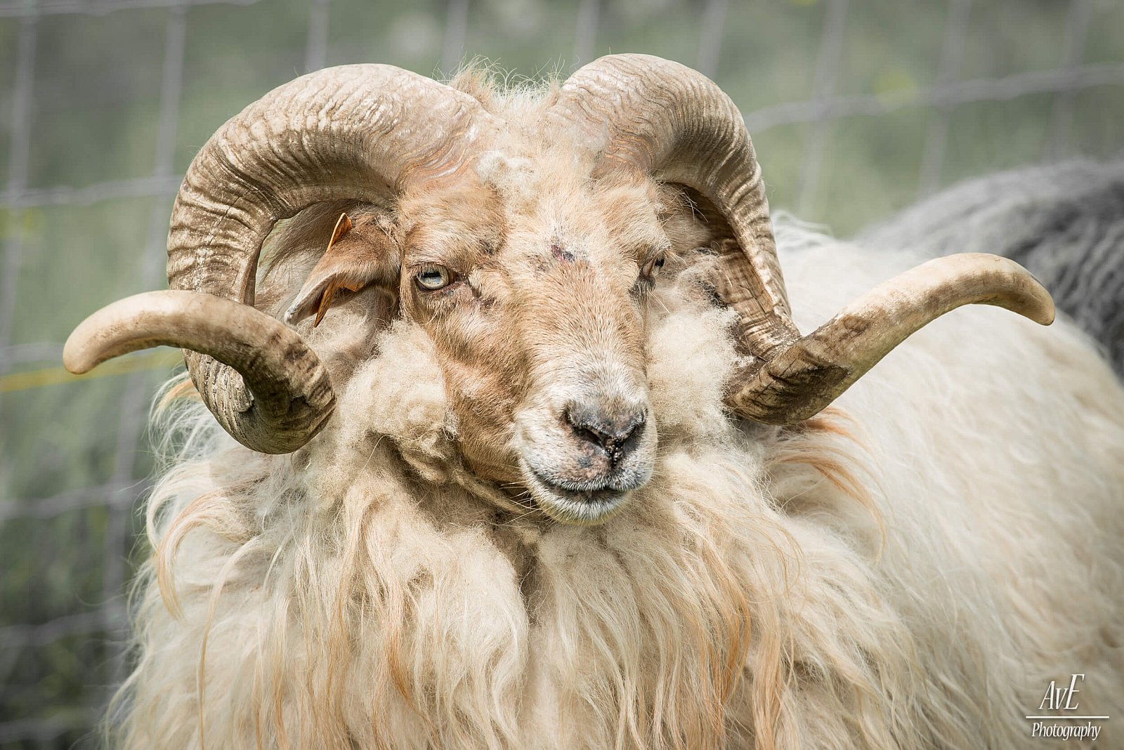 Portfolio - Schapen