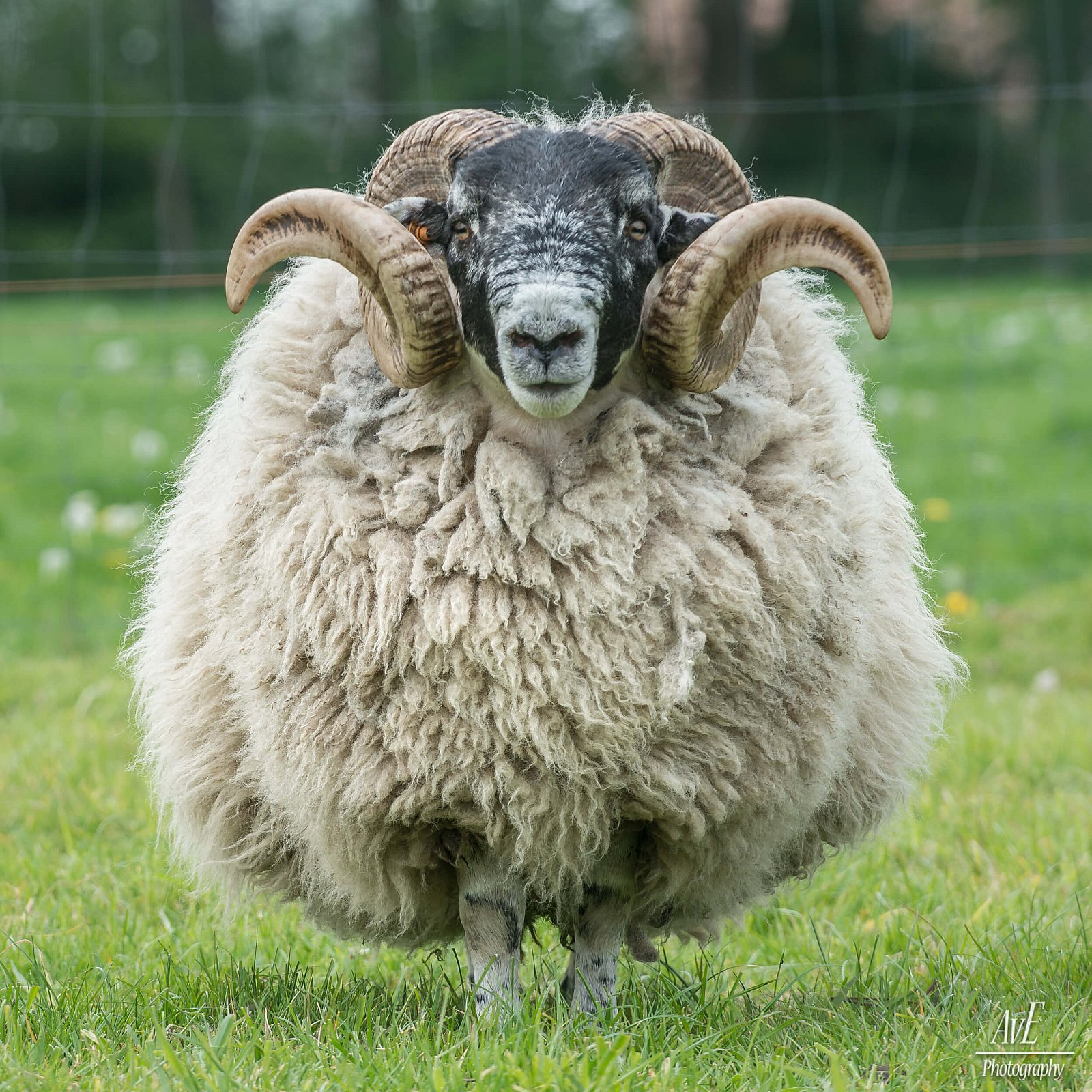 Portfolio - Schapen