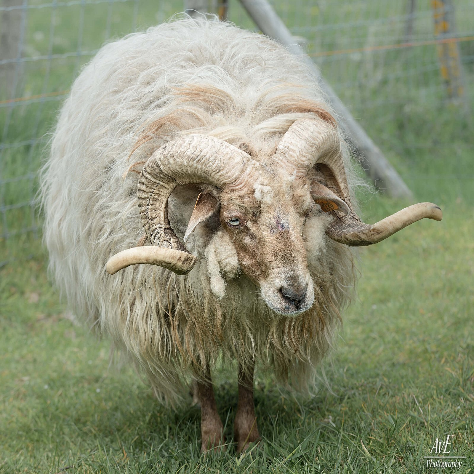 Portfolio - Schapen