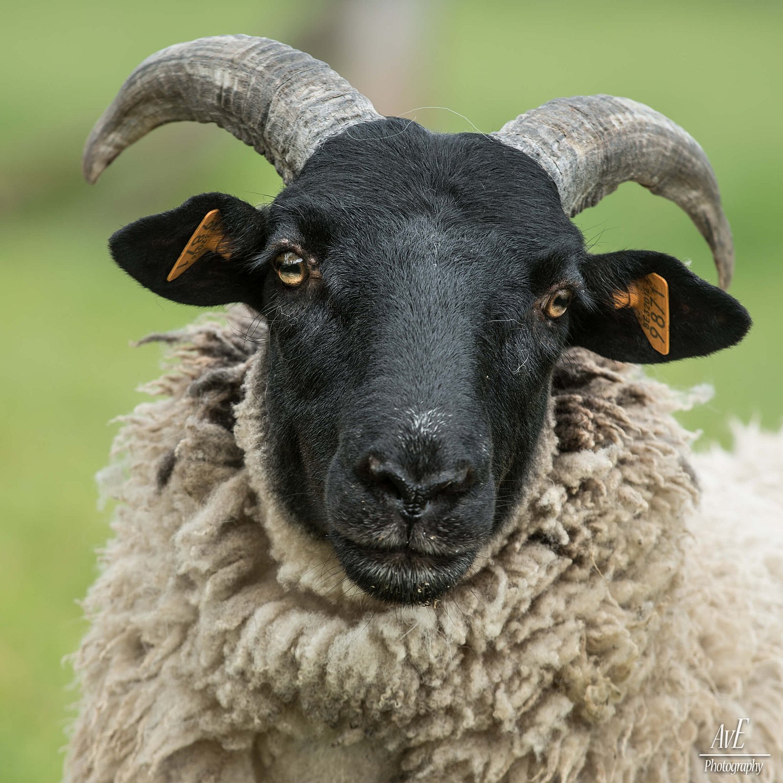 Portfolio - Schapen