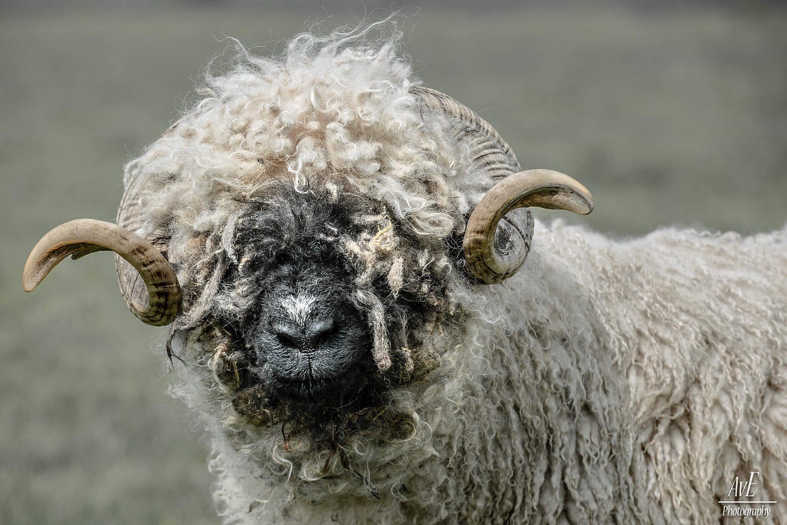 Portfolio - Schapen