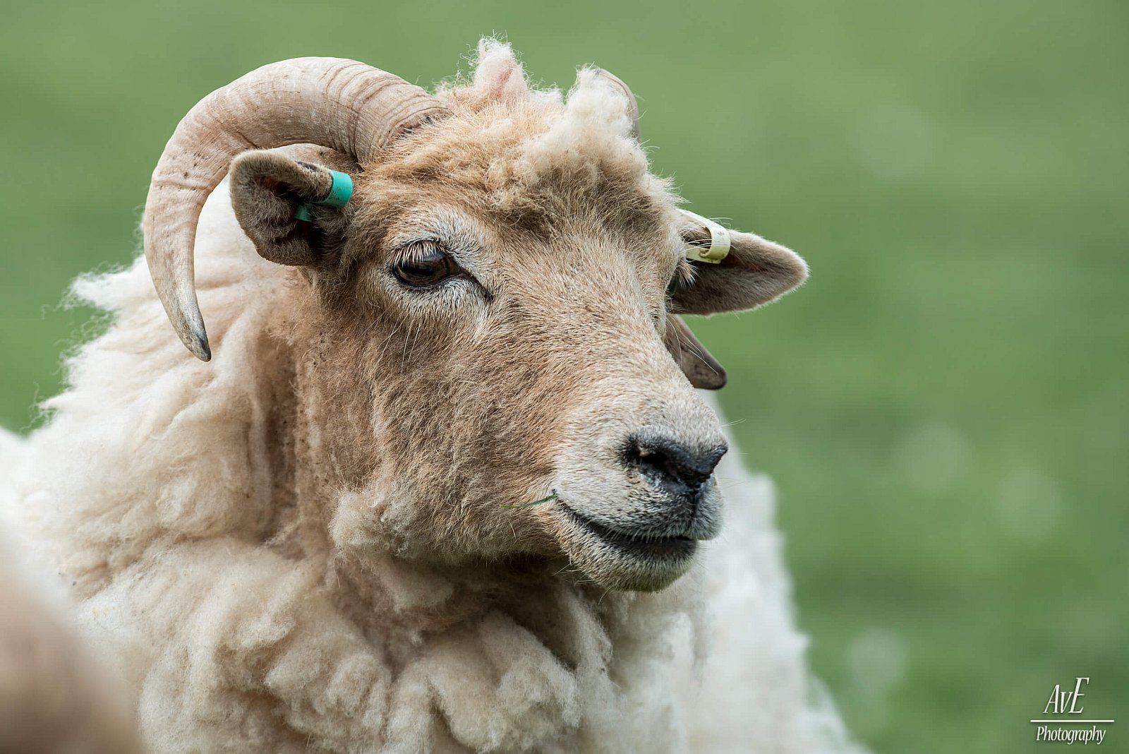 Portfolio - Schapen