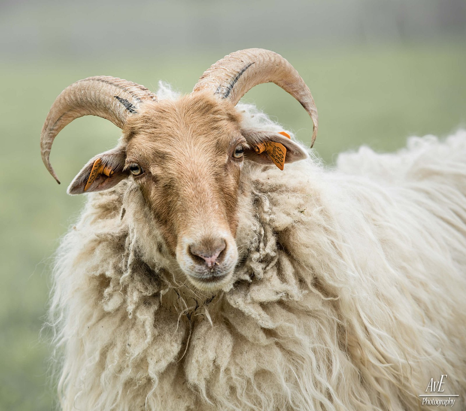 Portfolio - Schapen