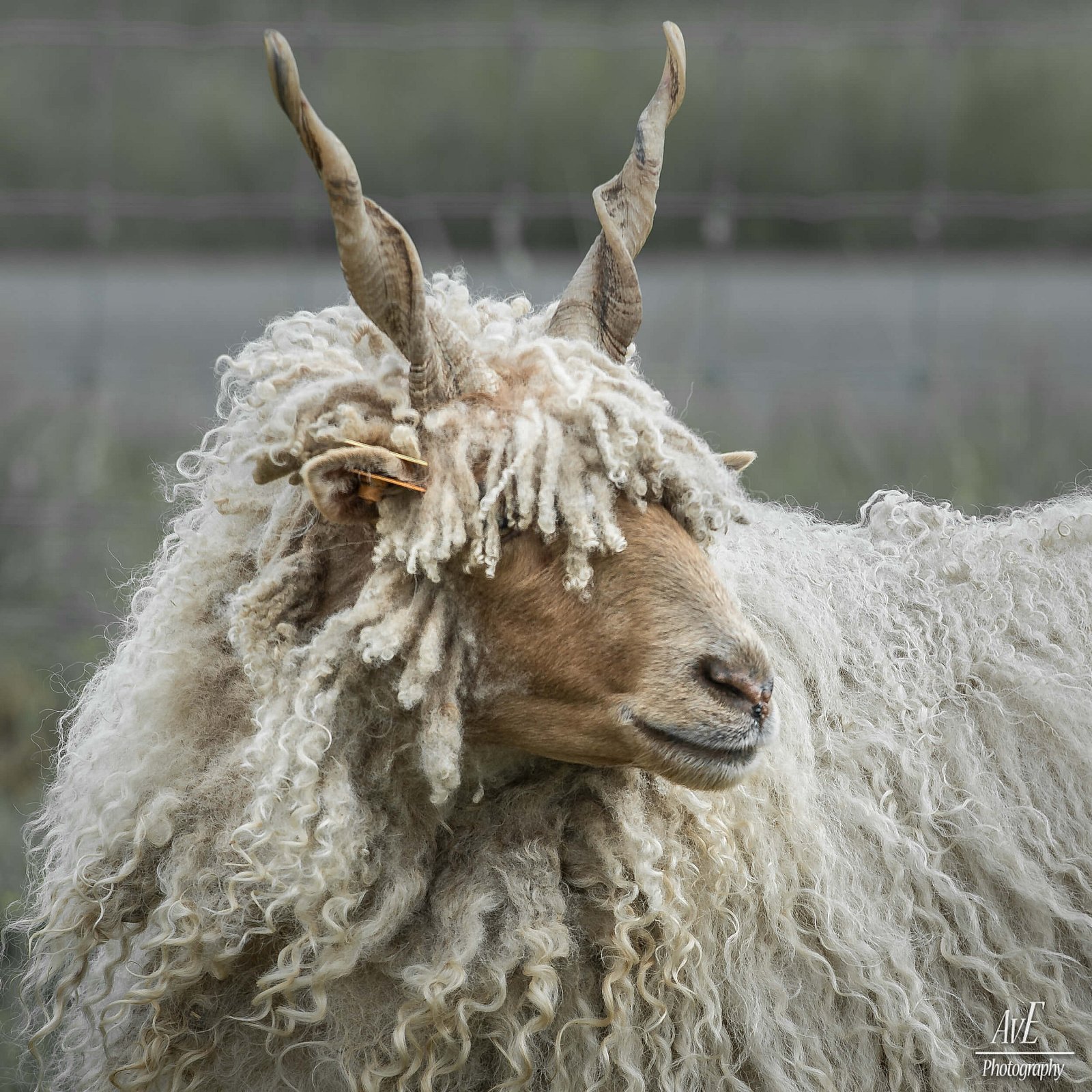 Portfolio - Schapen