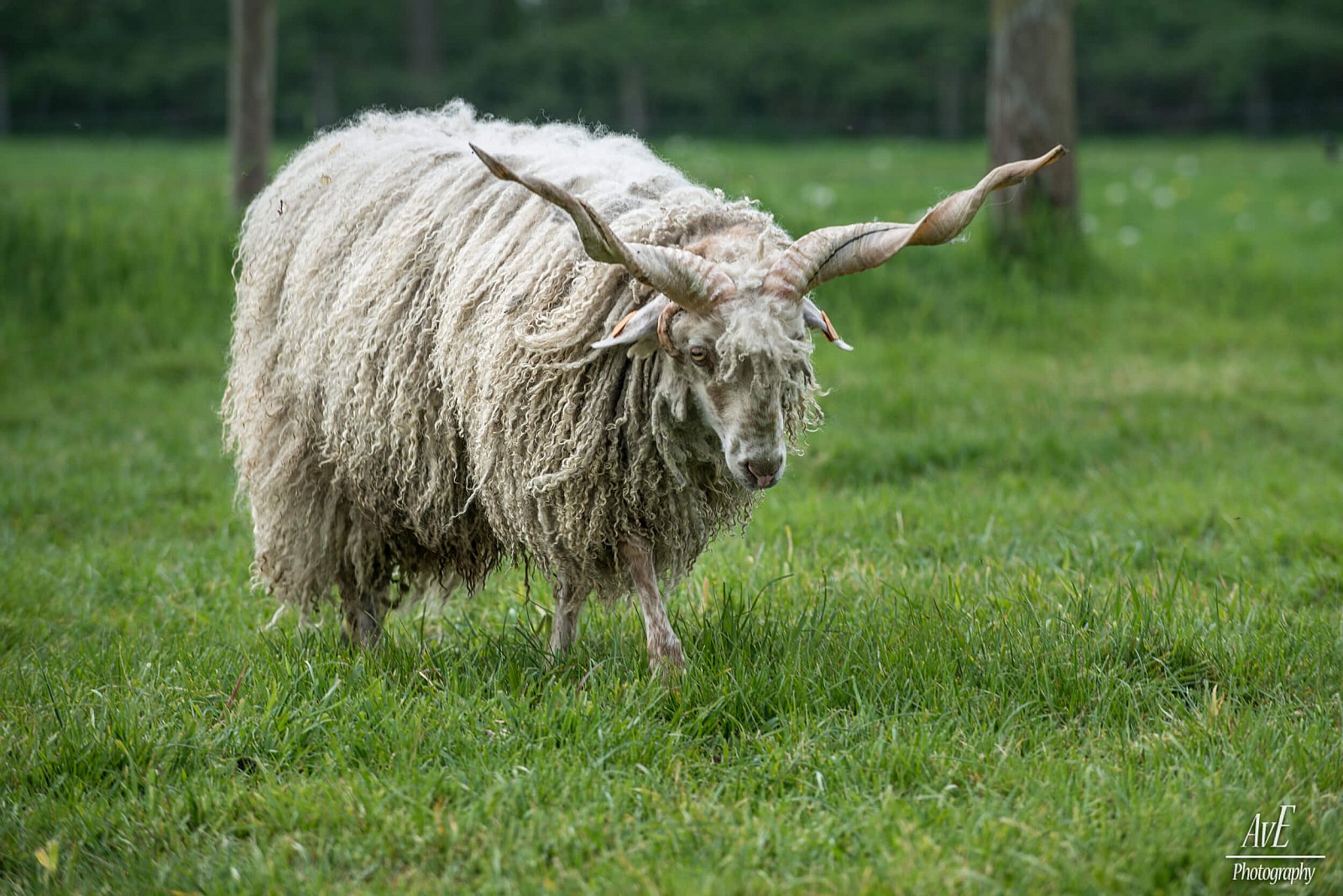 Portfolio - Schapen