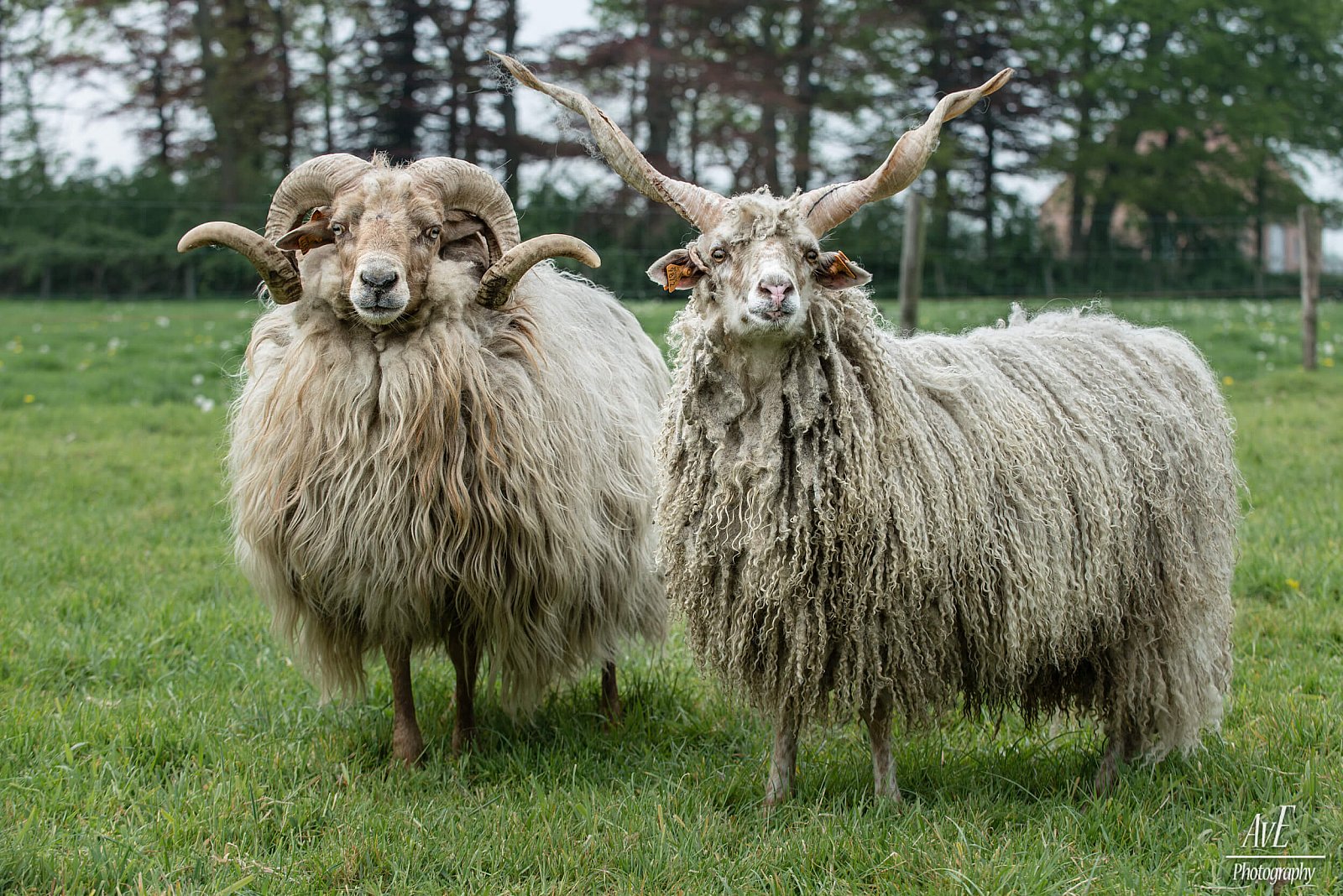 Portfolio - Schapen