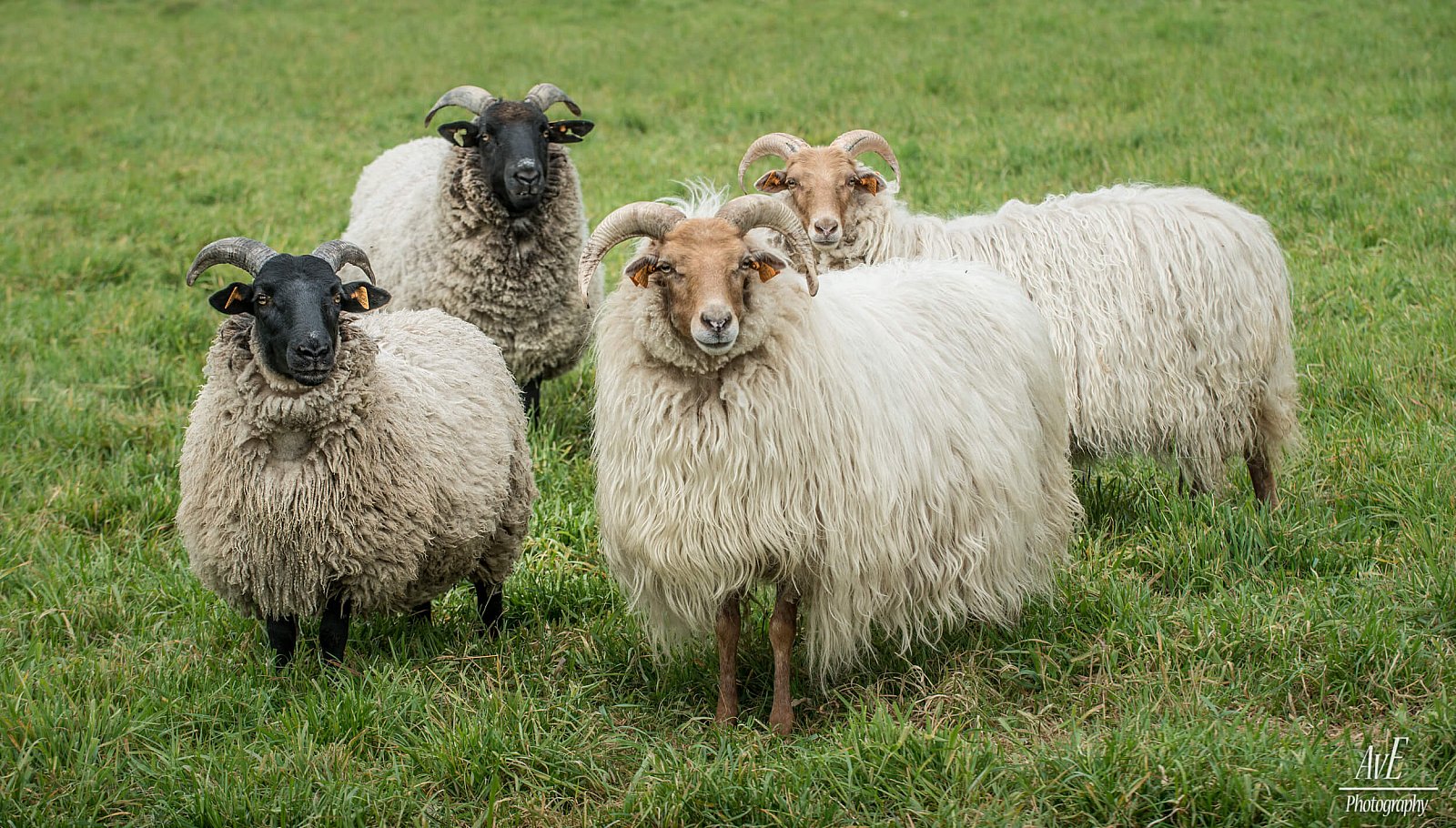 Portfolio - Schapen