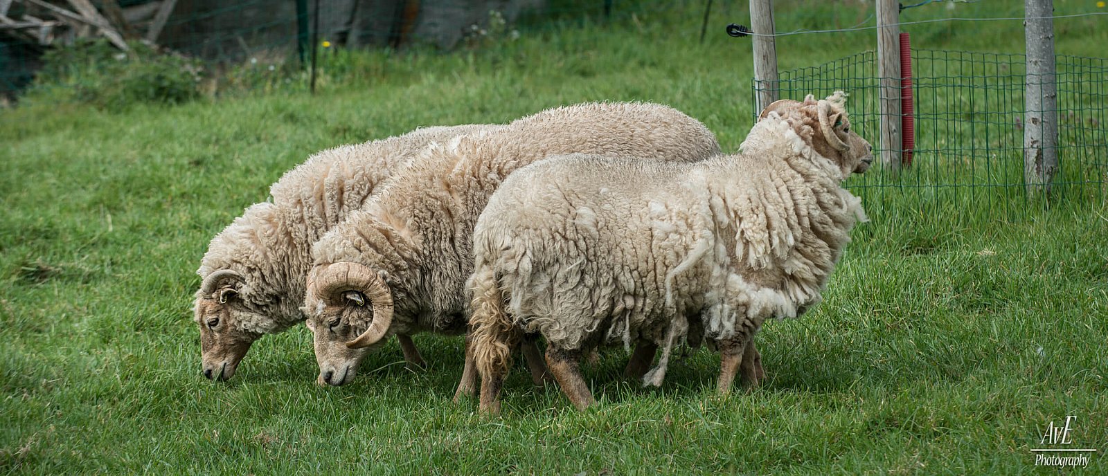 Portfolio - Schapen