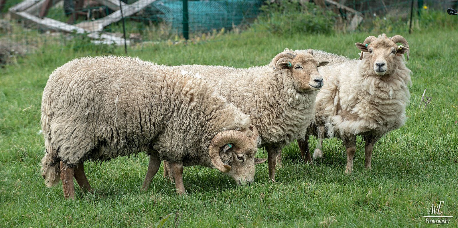 Portfolio - Schapen