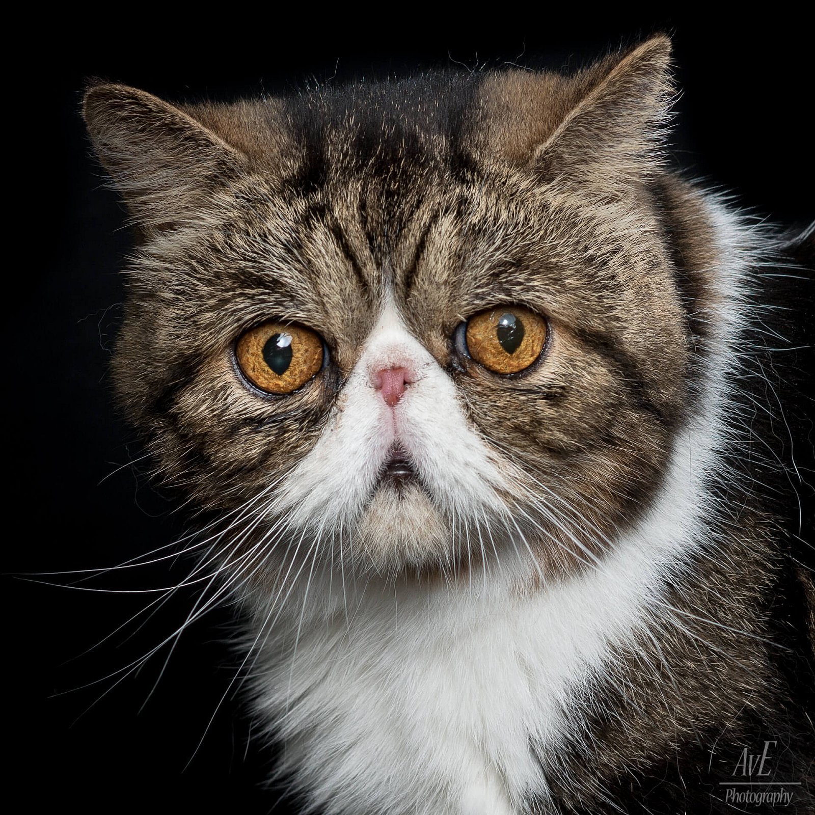 Portfolio - Katten