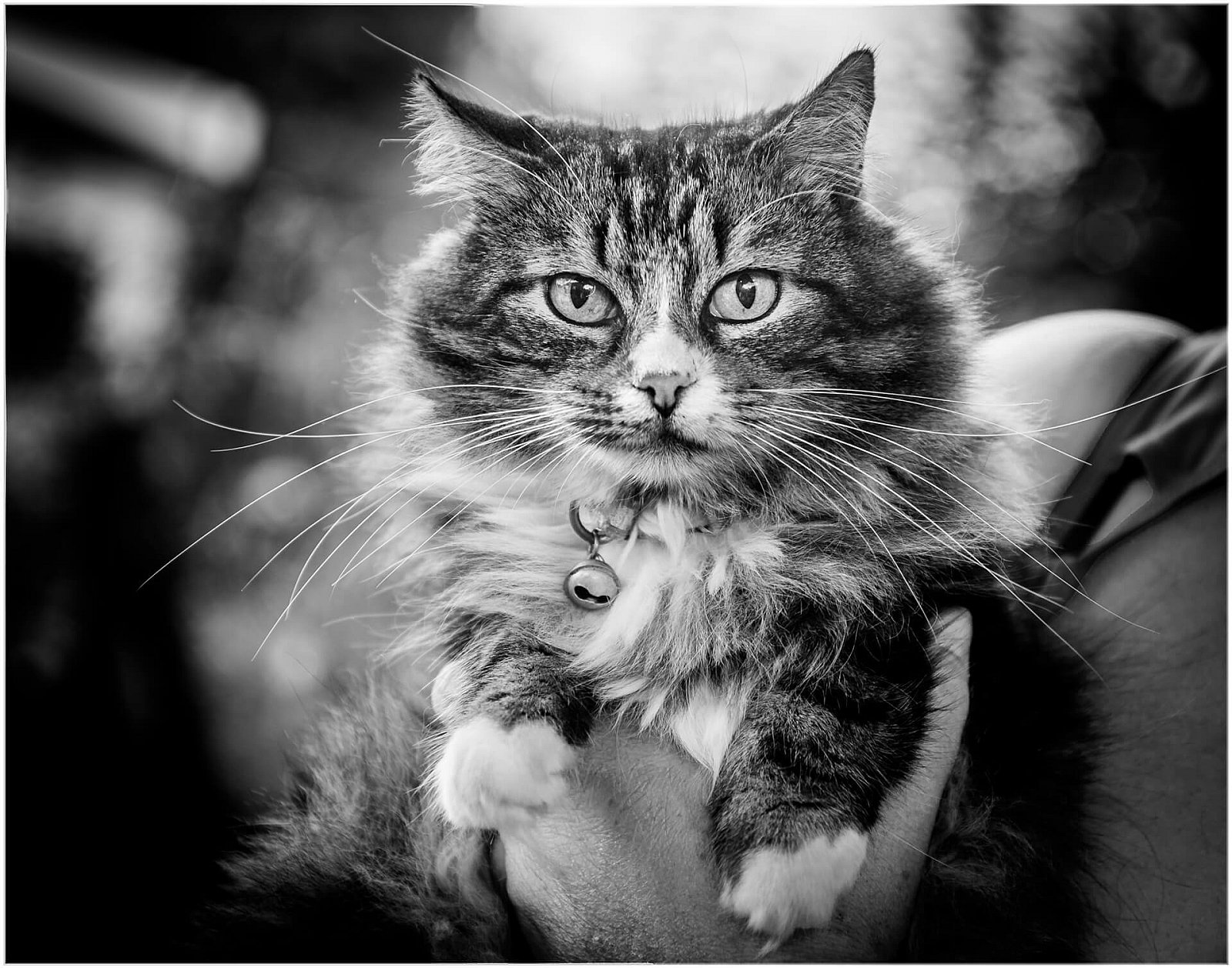 Portfolio - Katten