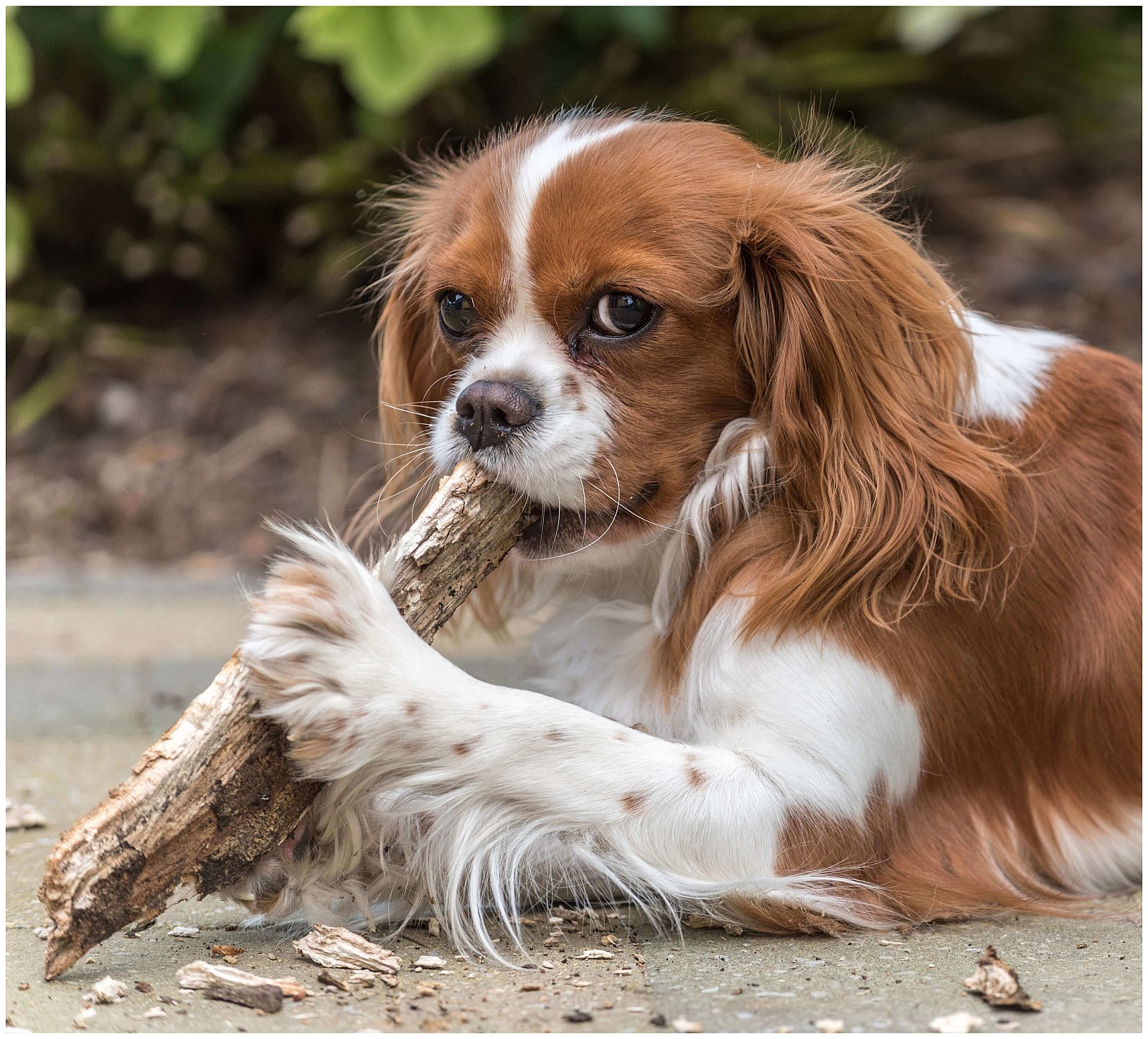 Portfolio - Honden
