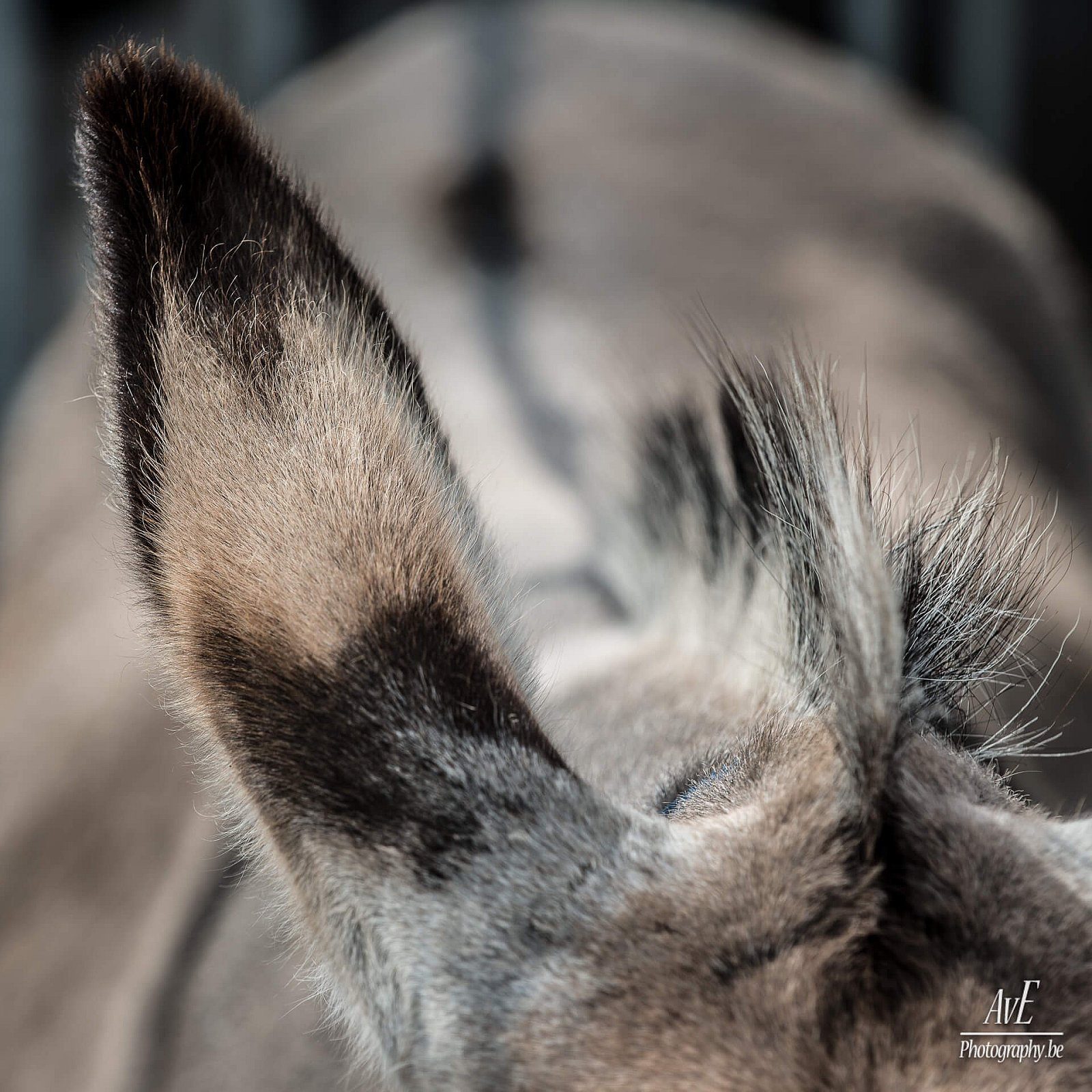 Portfolio - Andere dieren