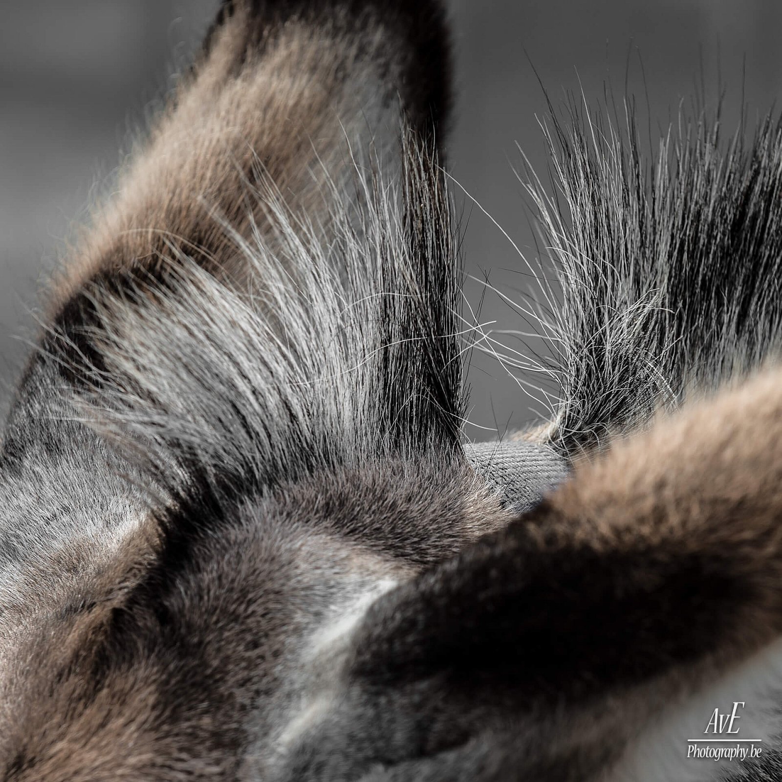 Portfolio - Andere dieren