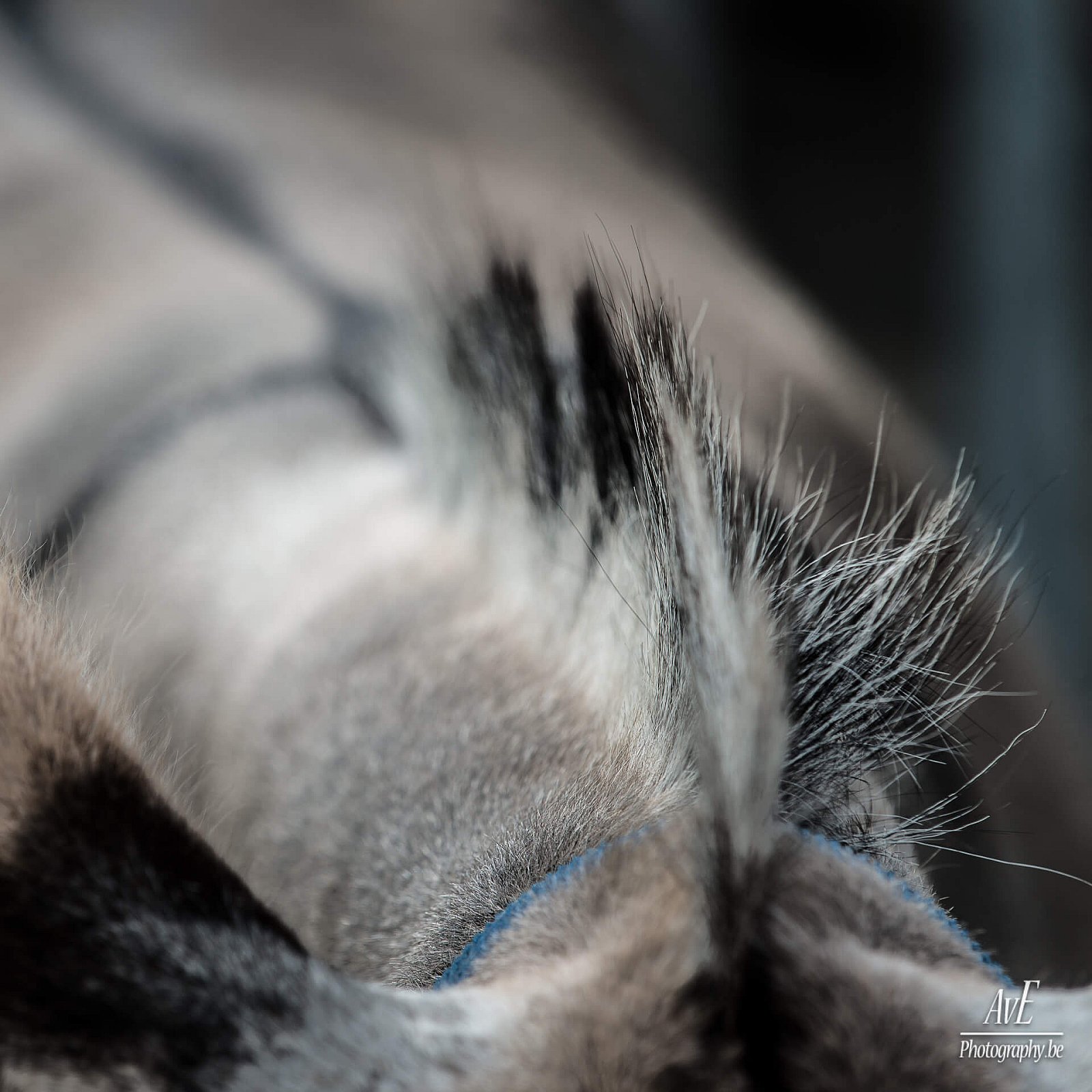 Portfolio - Andere dieren