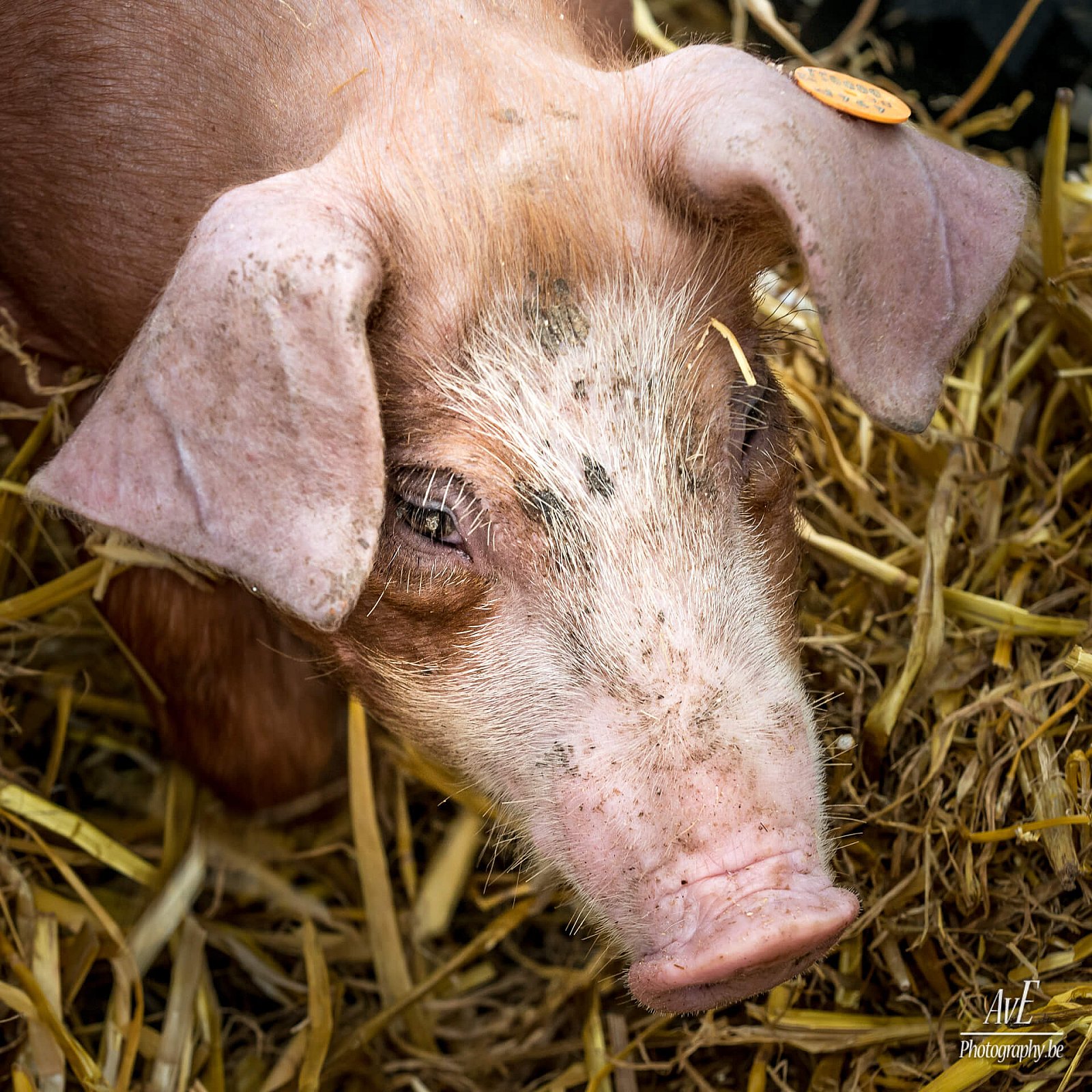 Portfolio - Andere dieren