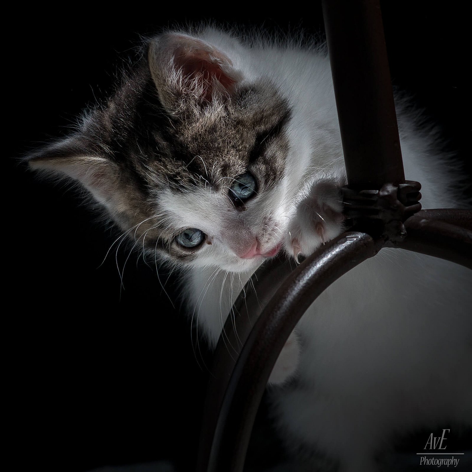 Portfolio - Katten