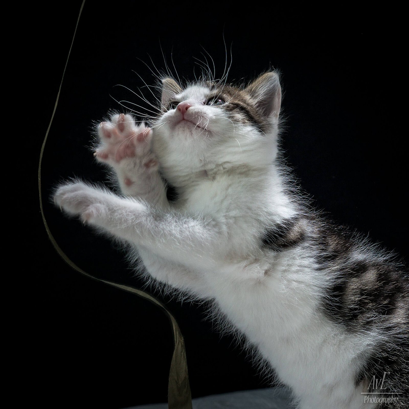 Portfolio - Katten