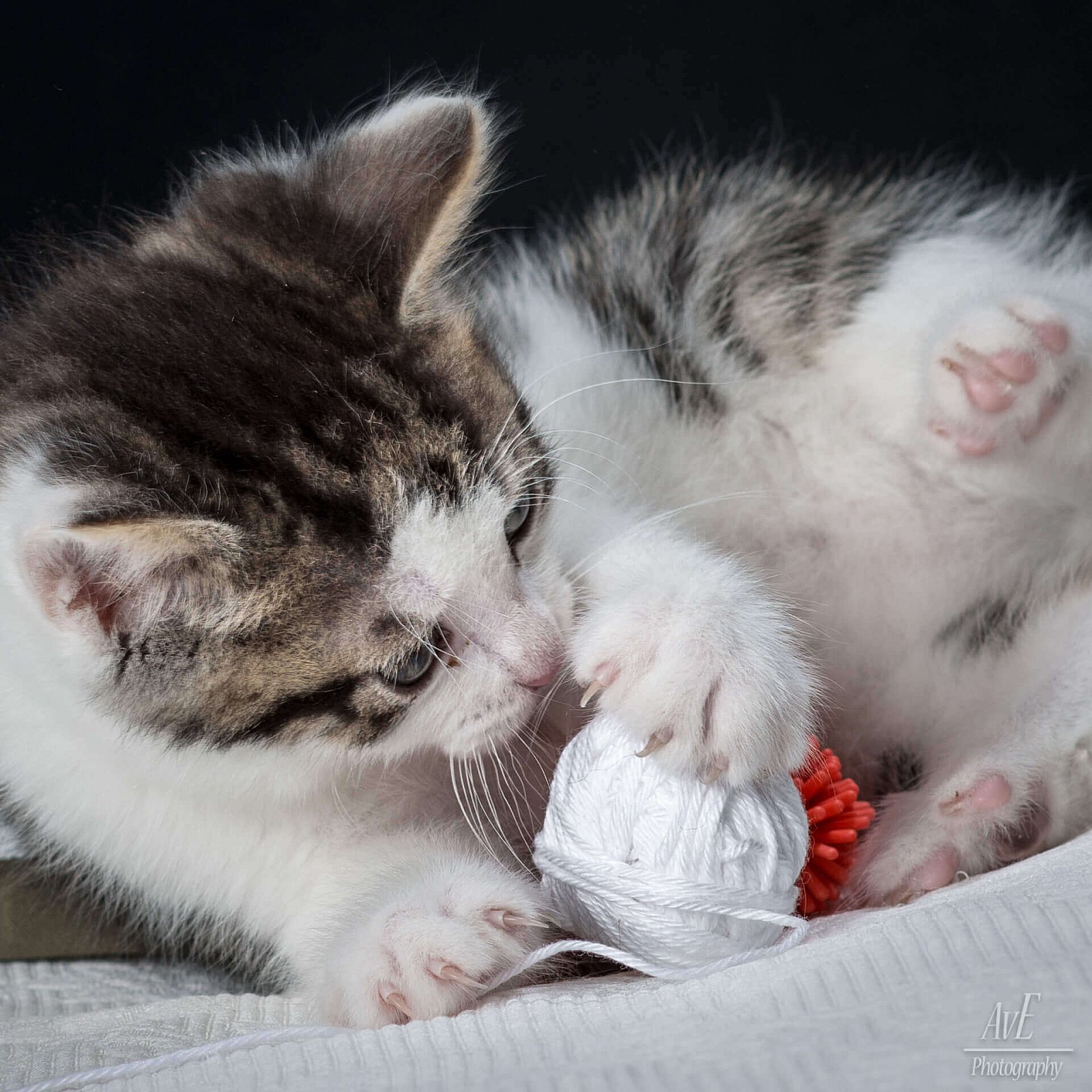 Portfolio - Katten