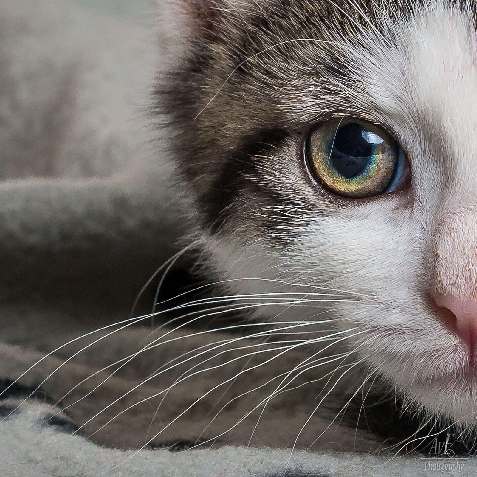 Portfolio - Katten