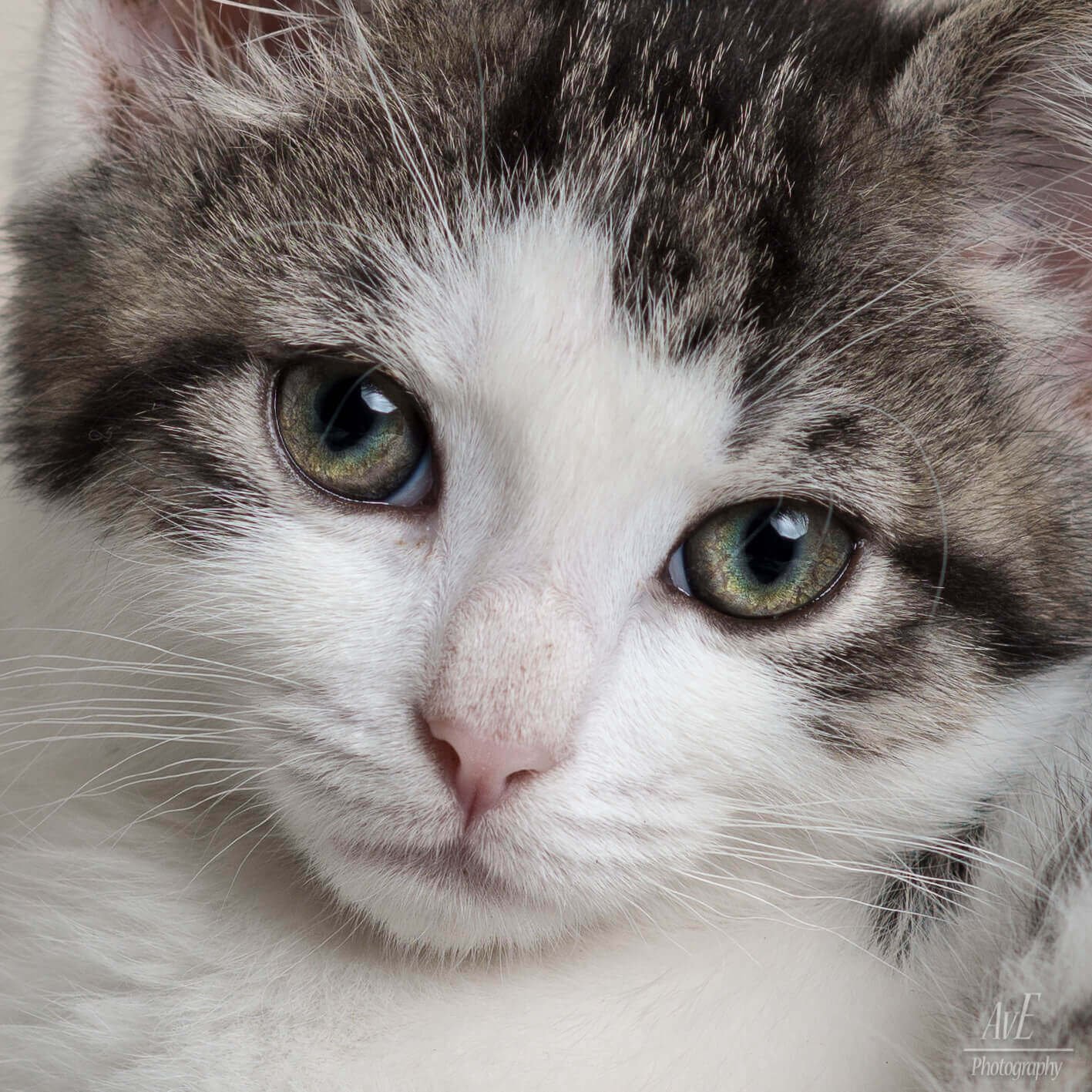 Portfolio - Katten