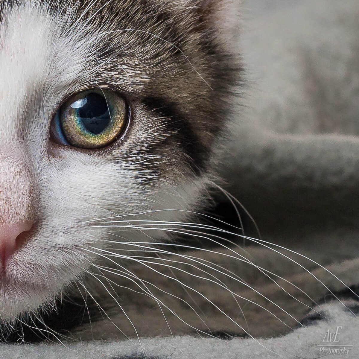 Portfolio - Katten