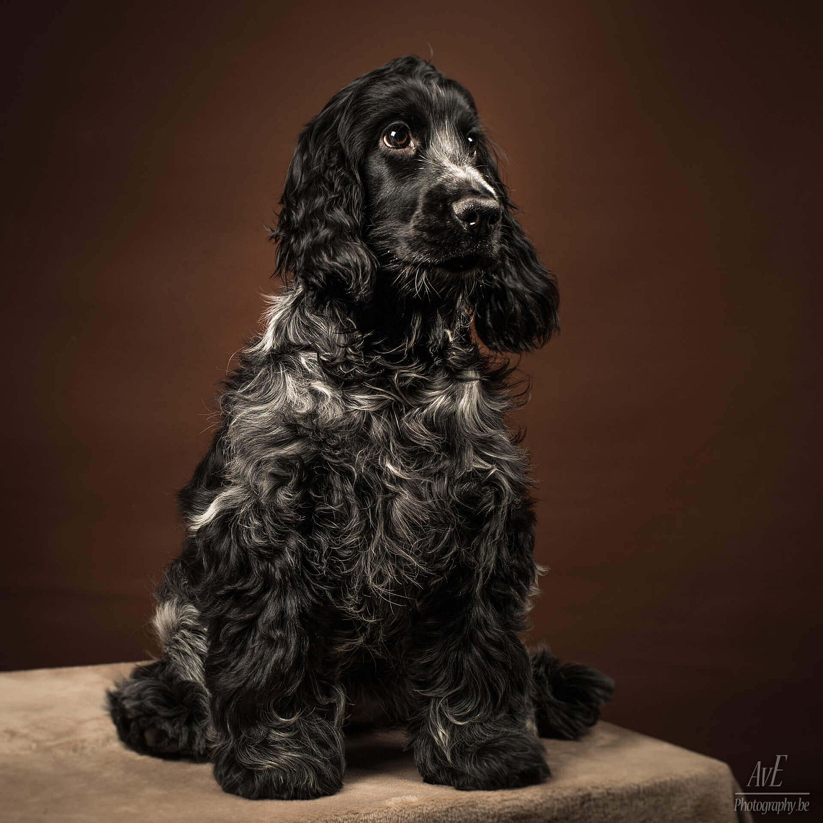 Portfolio - Honden