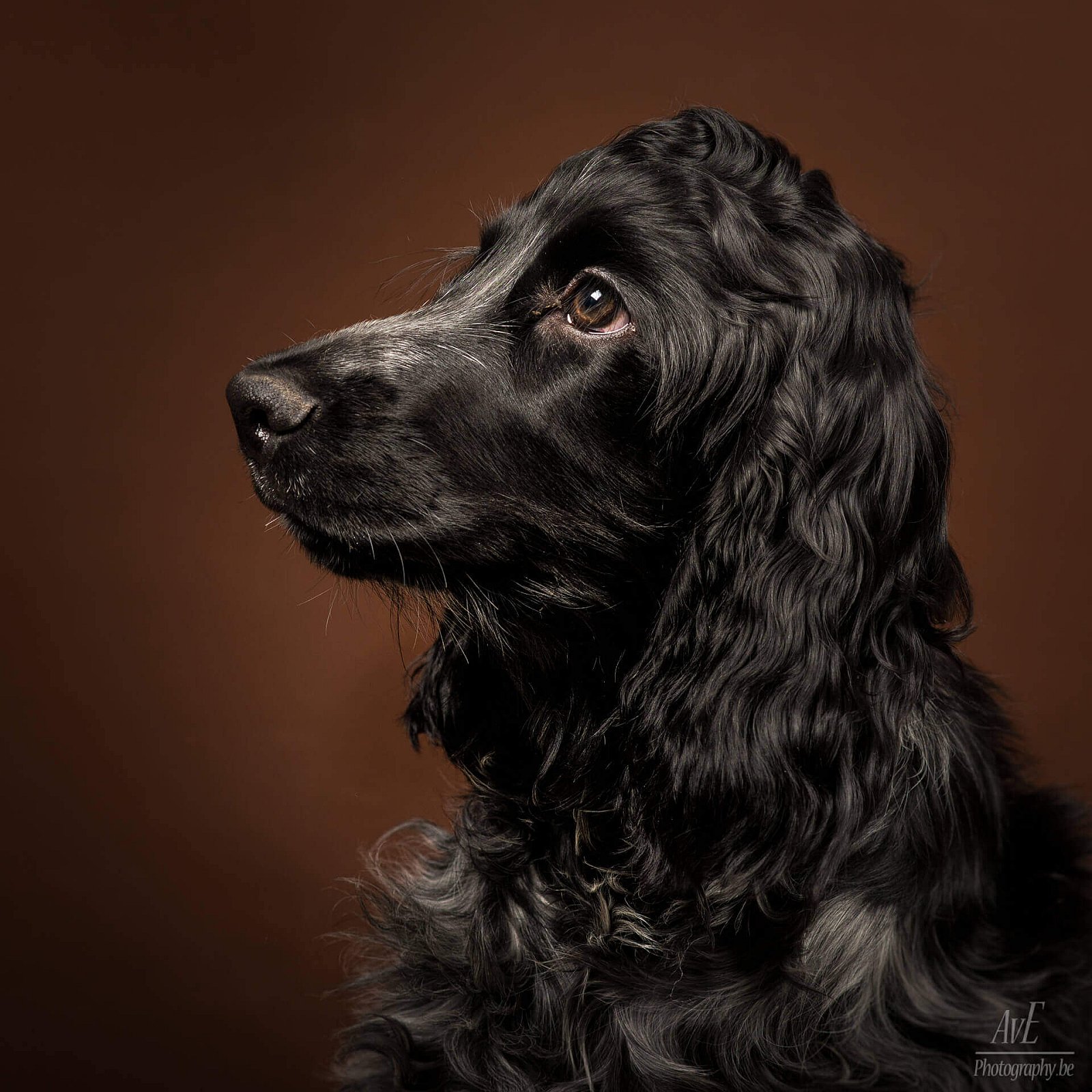 Portfolio - Honden